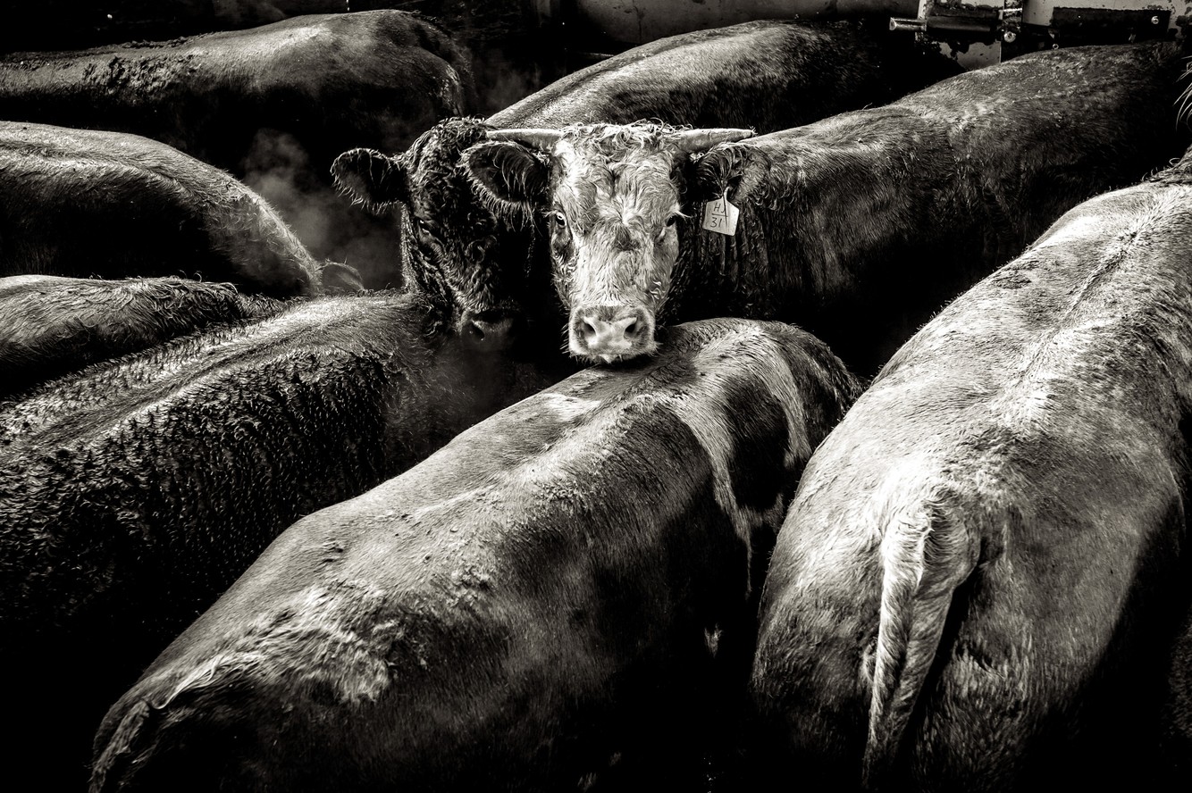 beef.process_02a.jpg