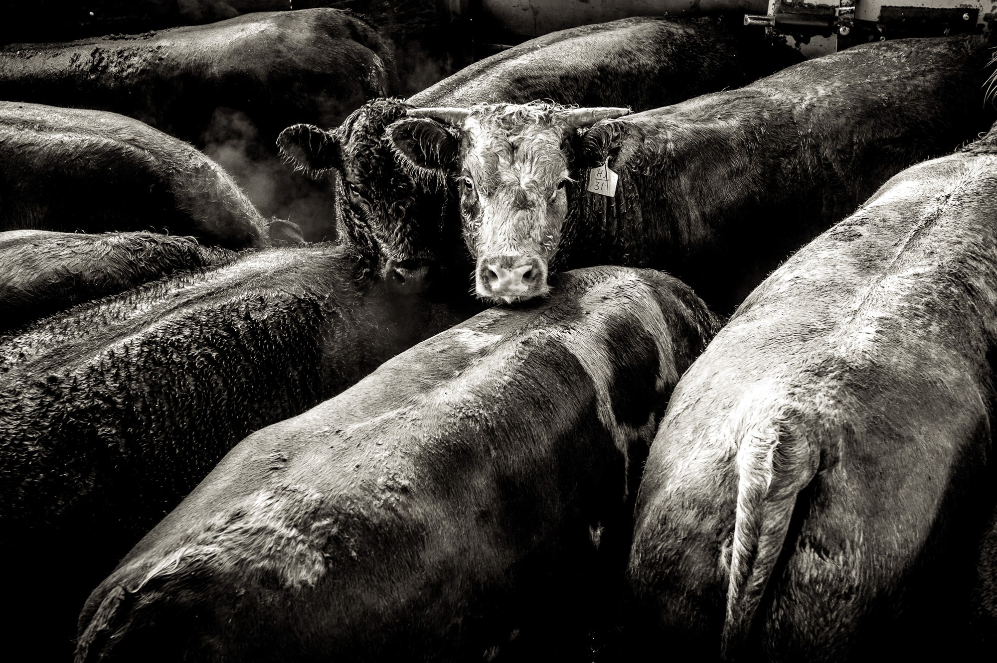 beef.process_02a.jpg