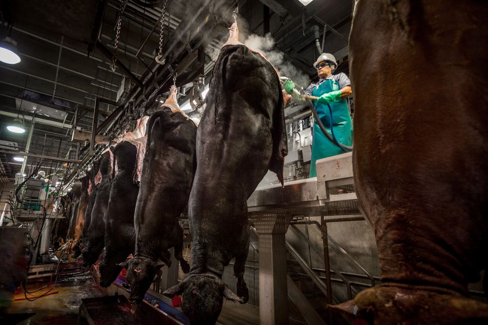 Beef processing. Toppenish, WA beef.process_10 copy.jpg