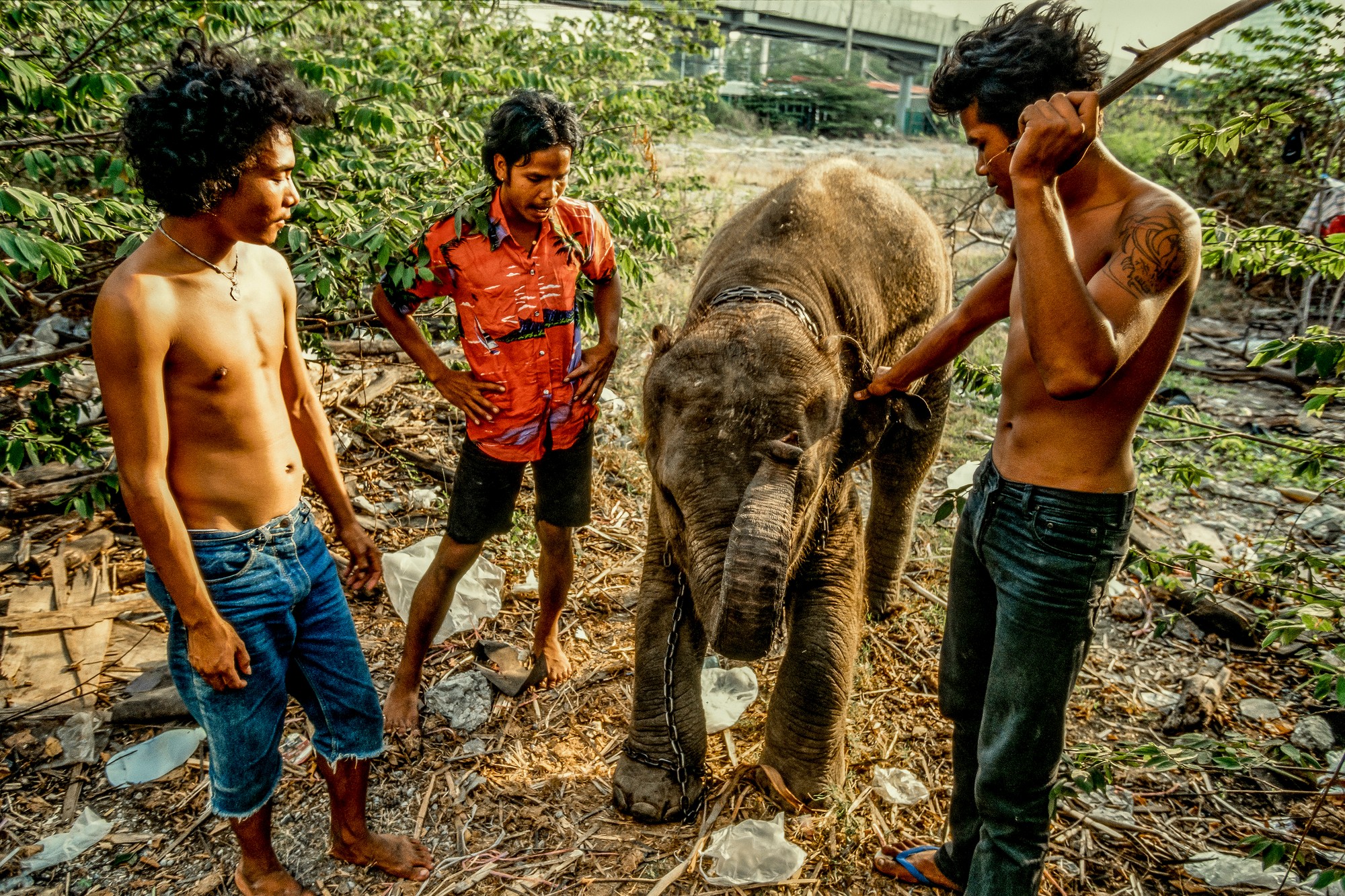 ELEPHANT.thailand_019.jpg