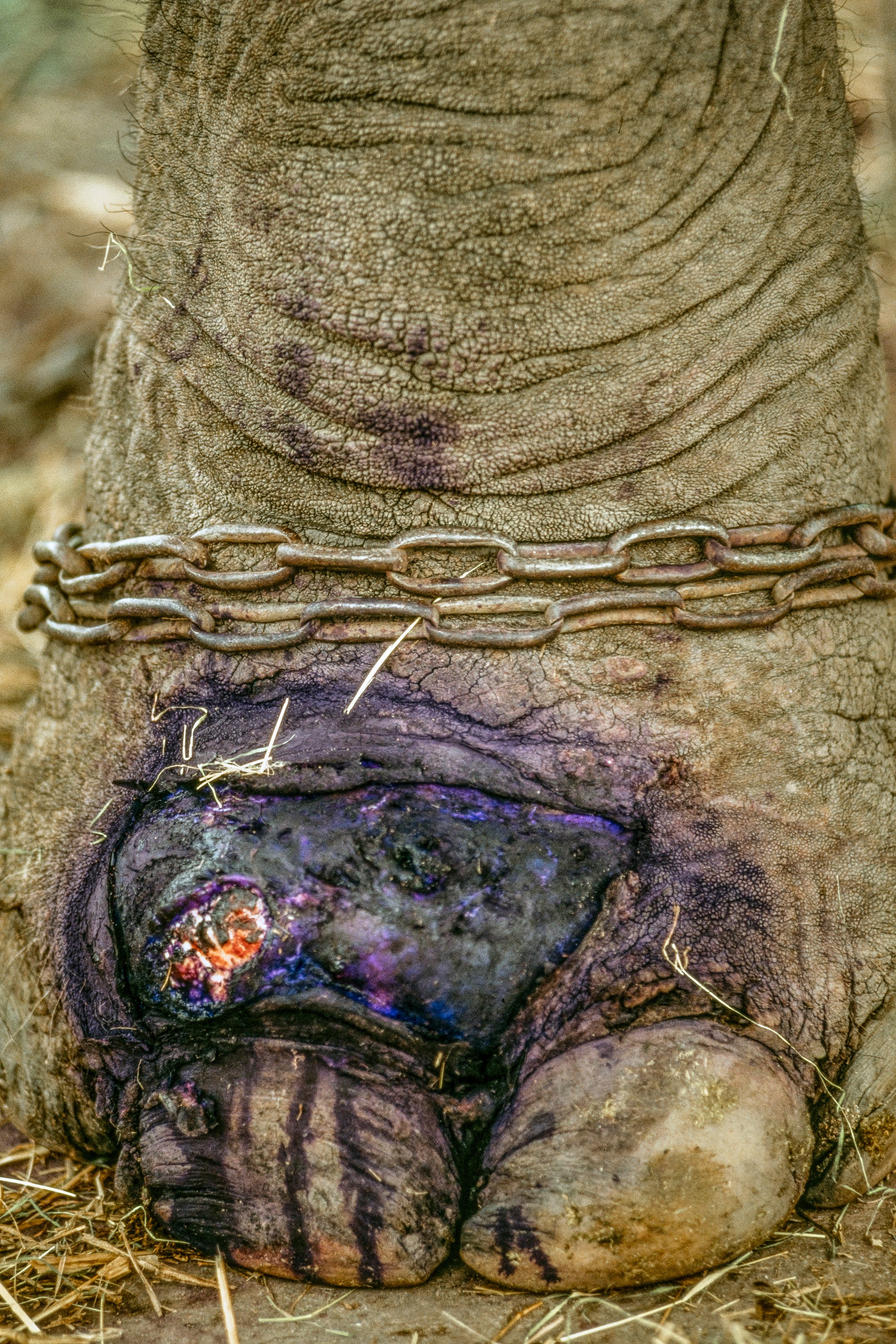ELEPHANT.thailand_036.jpg
