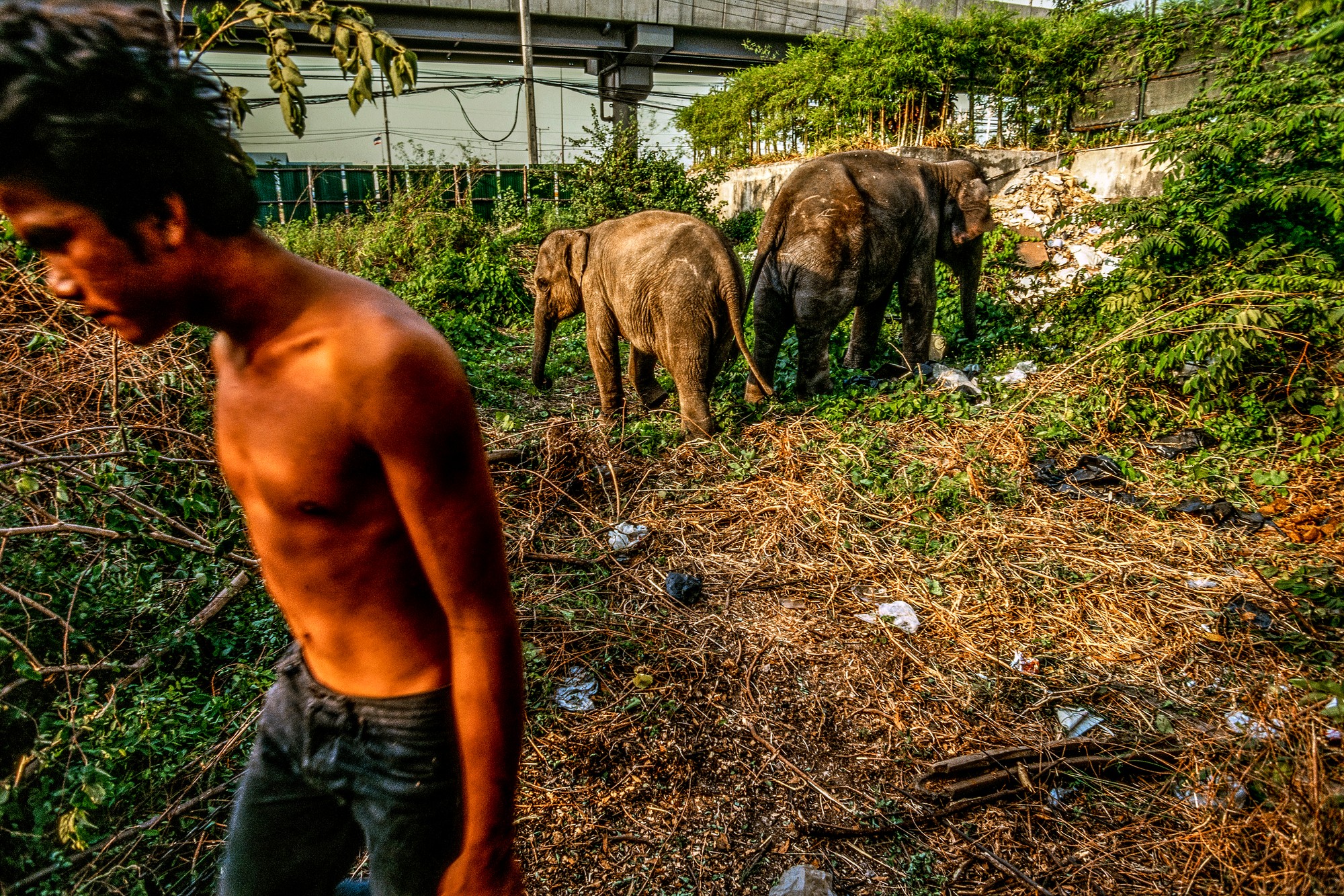 ELEPHANT.thailand_022.jpg