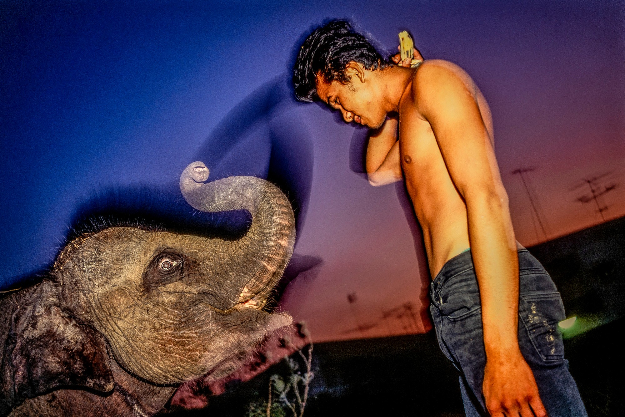 ELEPHANT.thailand_039.jpg