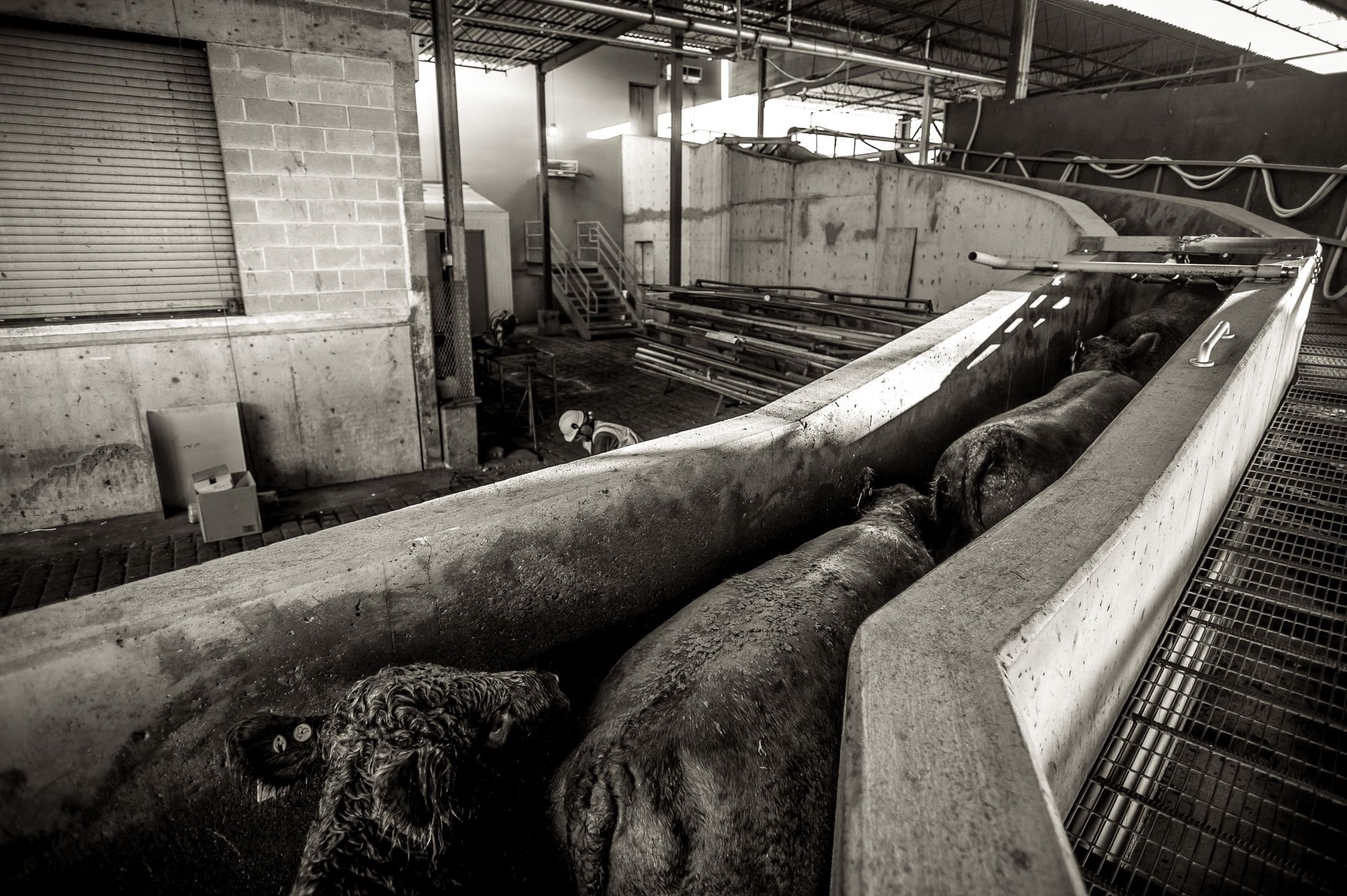 beef-processing-in-washington-state-seattle-photographer-corporate