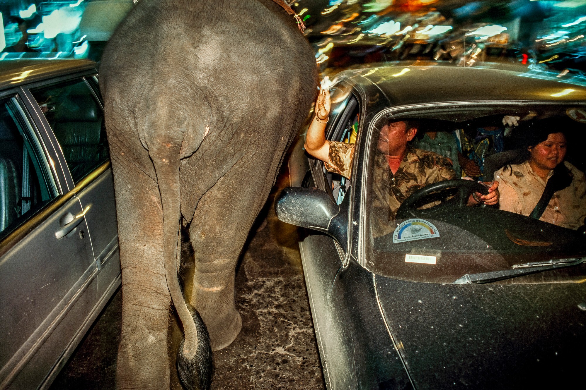 elephant.BKK_01.jpg