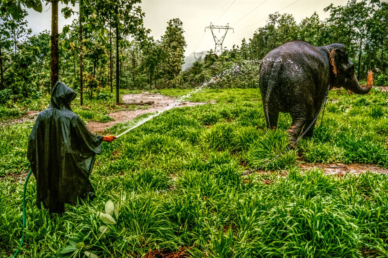 ELEPHANT.thailand_031.jpg