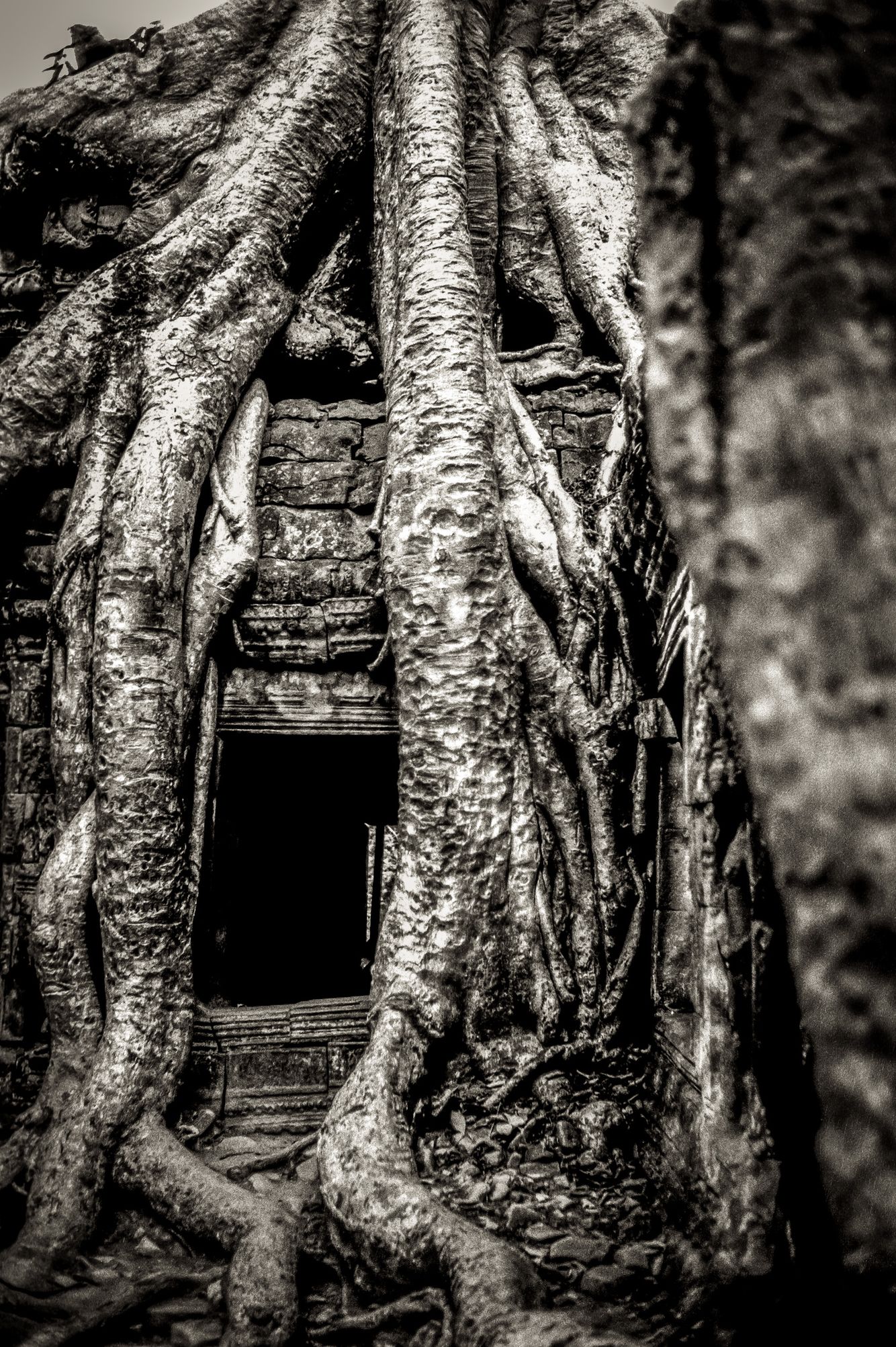 taphrom_006.jpg