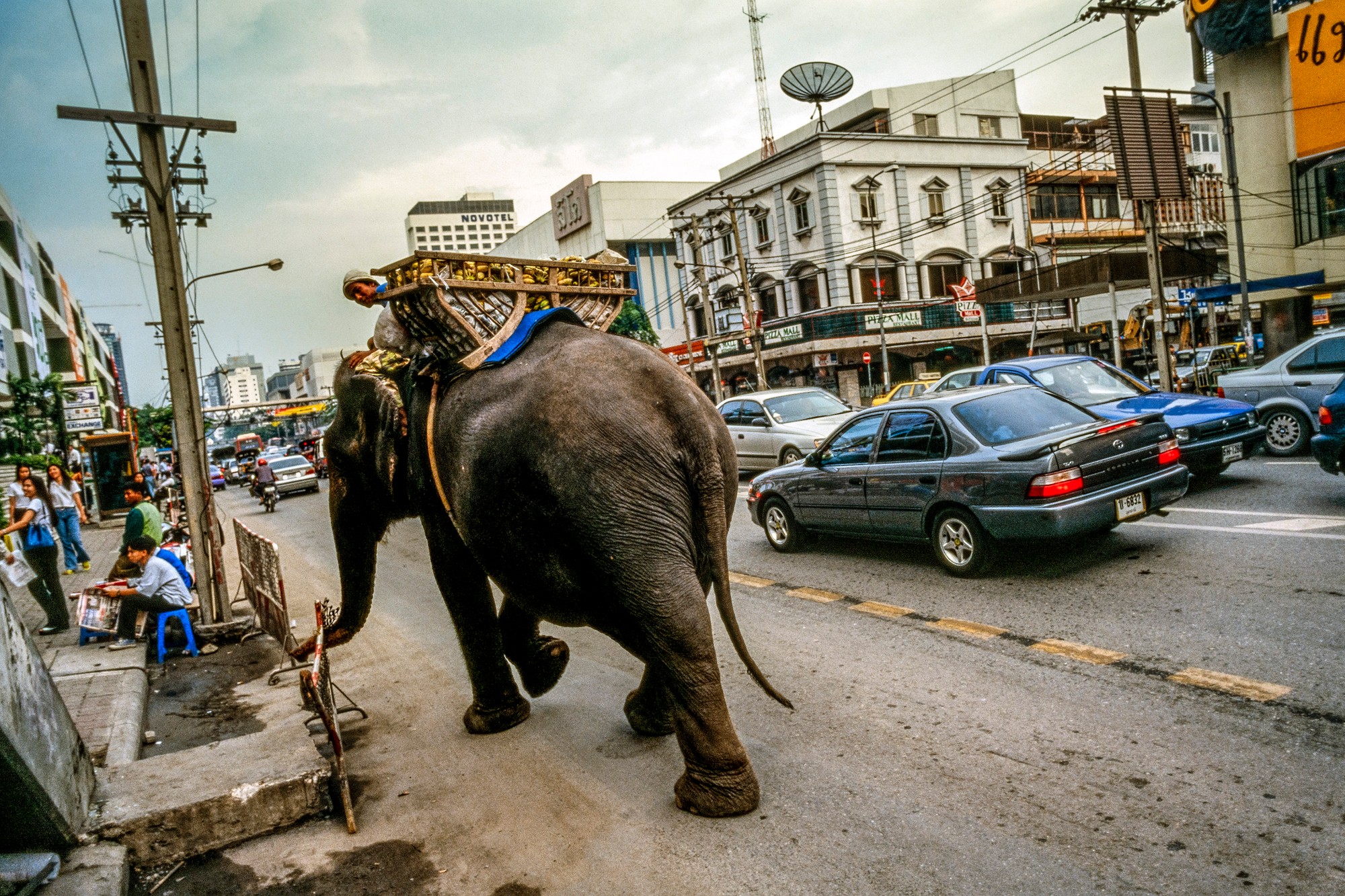 ELEPHANT.thailand_001.jpg