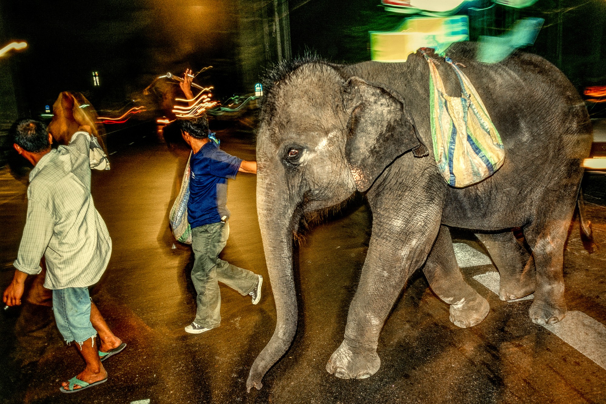 ELEPHANT.thailand_024.jpg