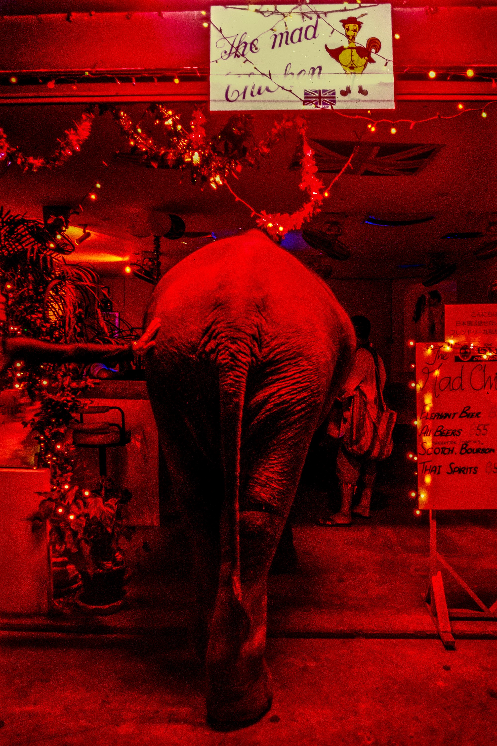 ELEPHANT.thailand_028.jpg