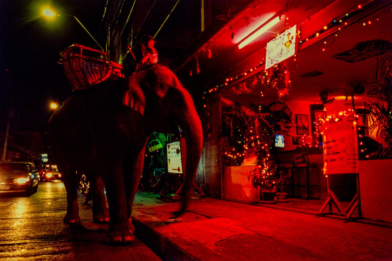 ELEPHANT.thailand_013.jpg
