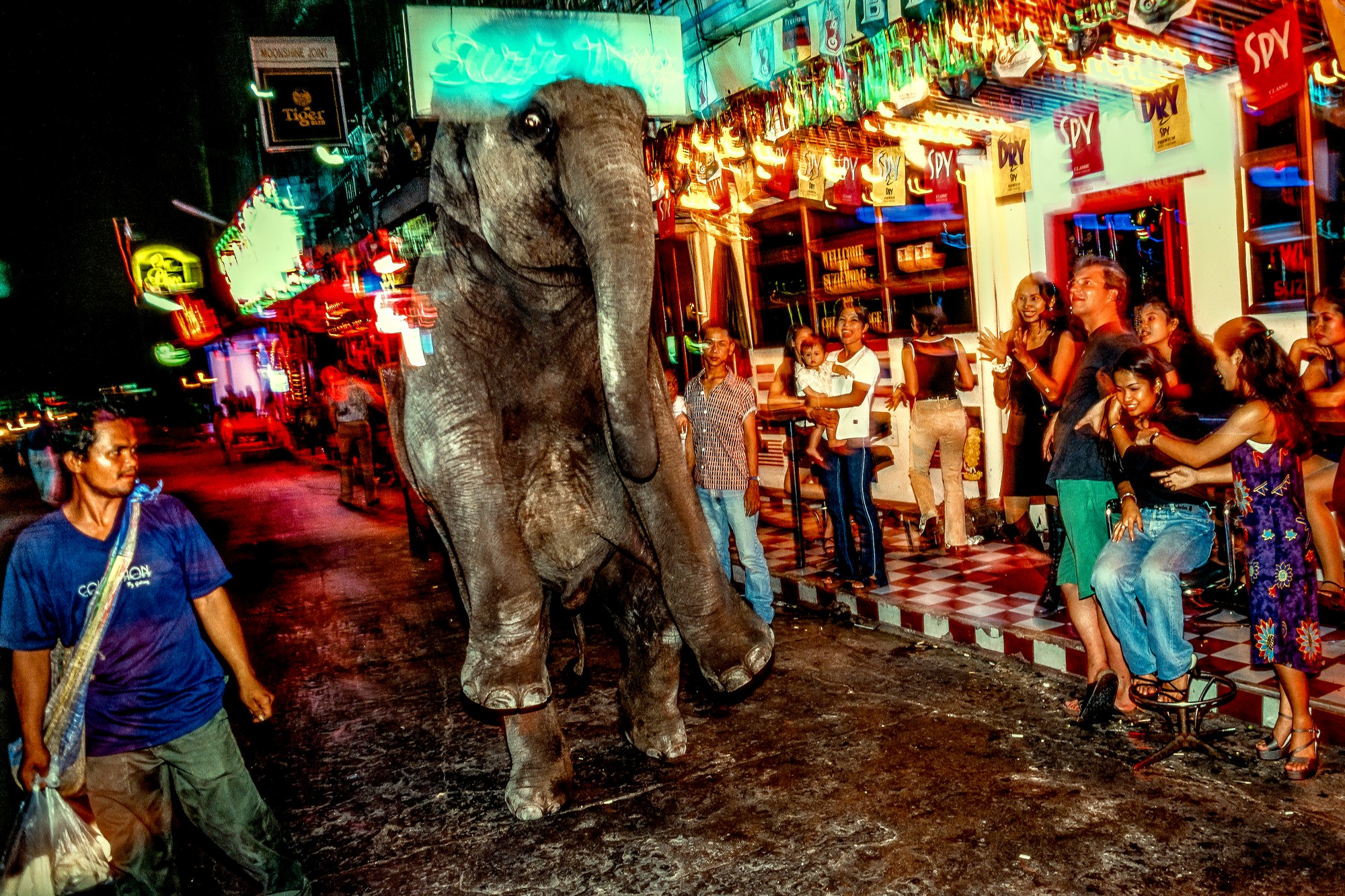 ELEPHANT.thailand_006.jpg
