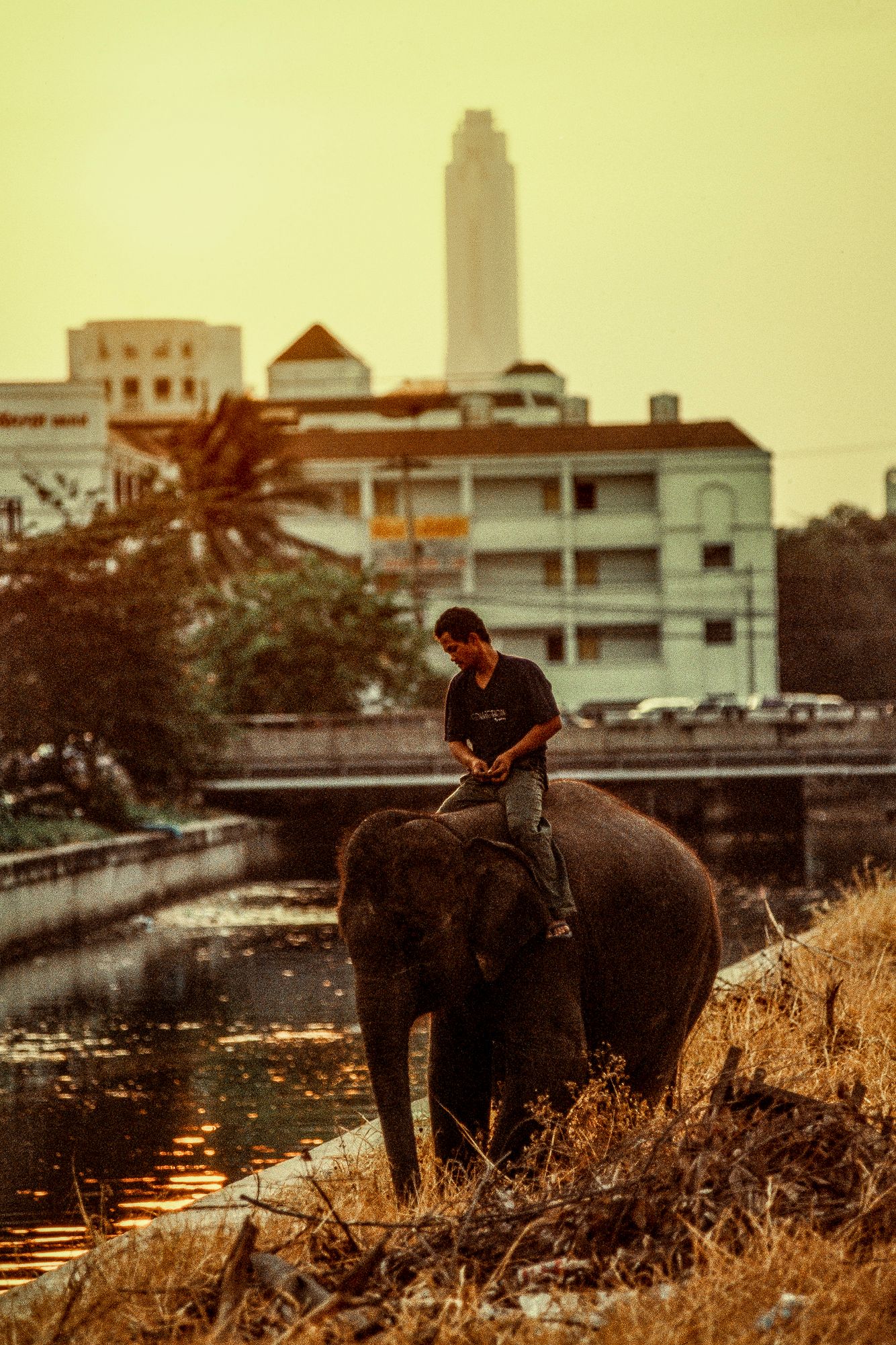 ELEPHANT.thailand_023.jpg