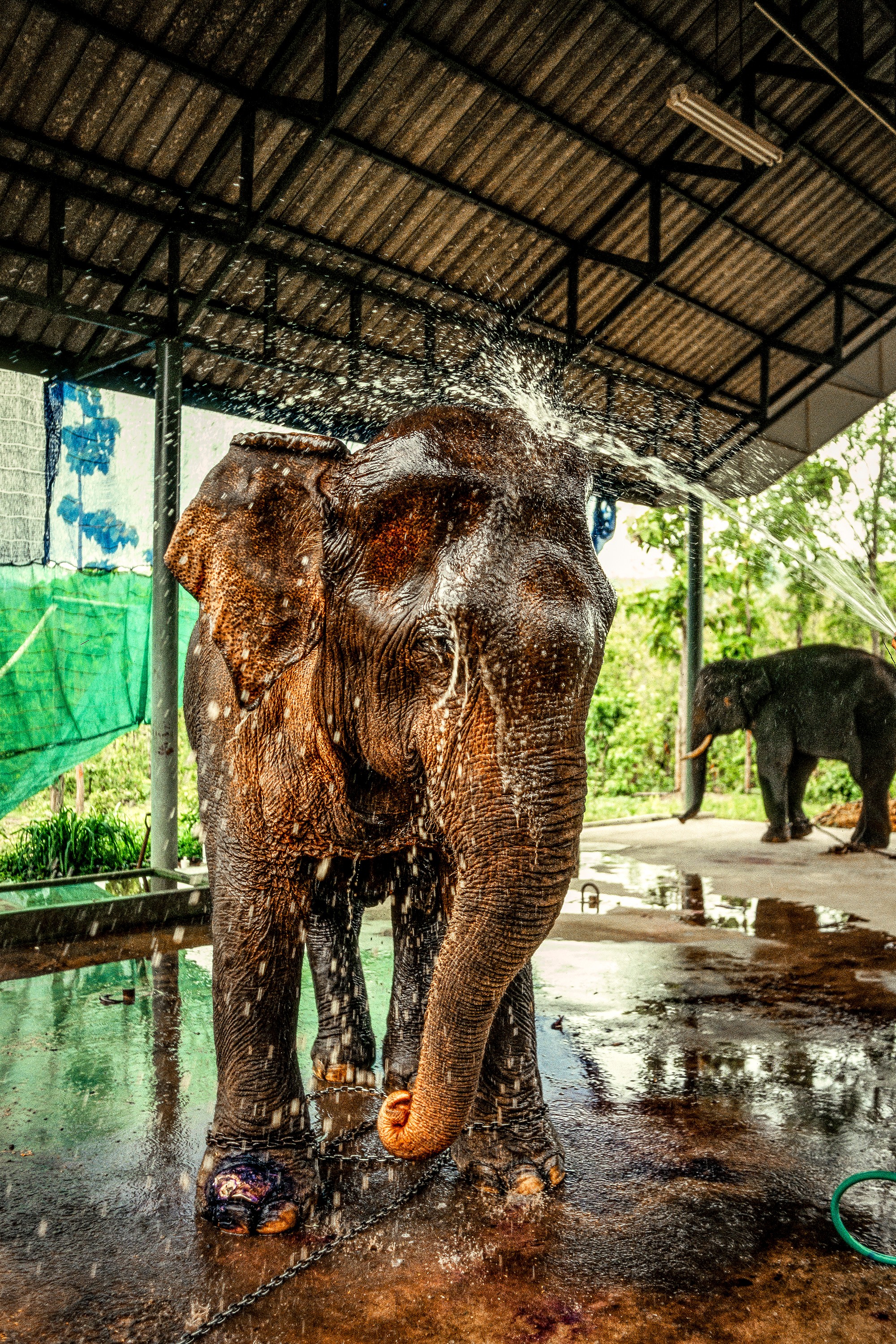 ELEPHANT.thailand_032.jpg