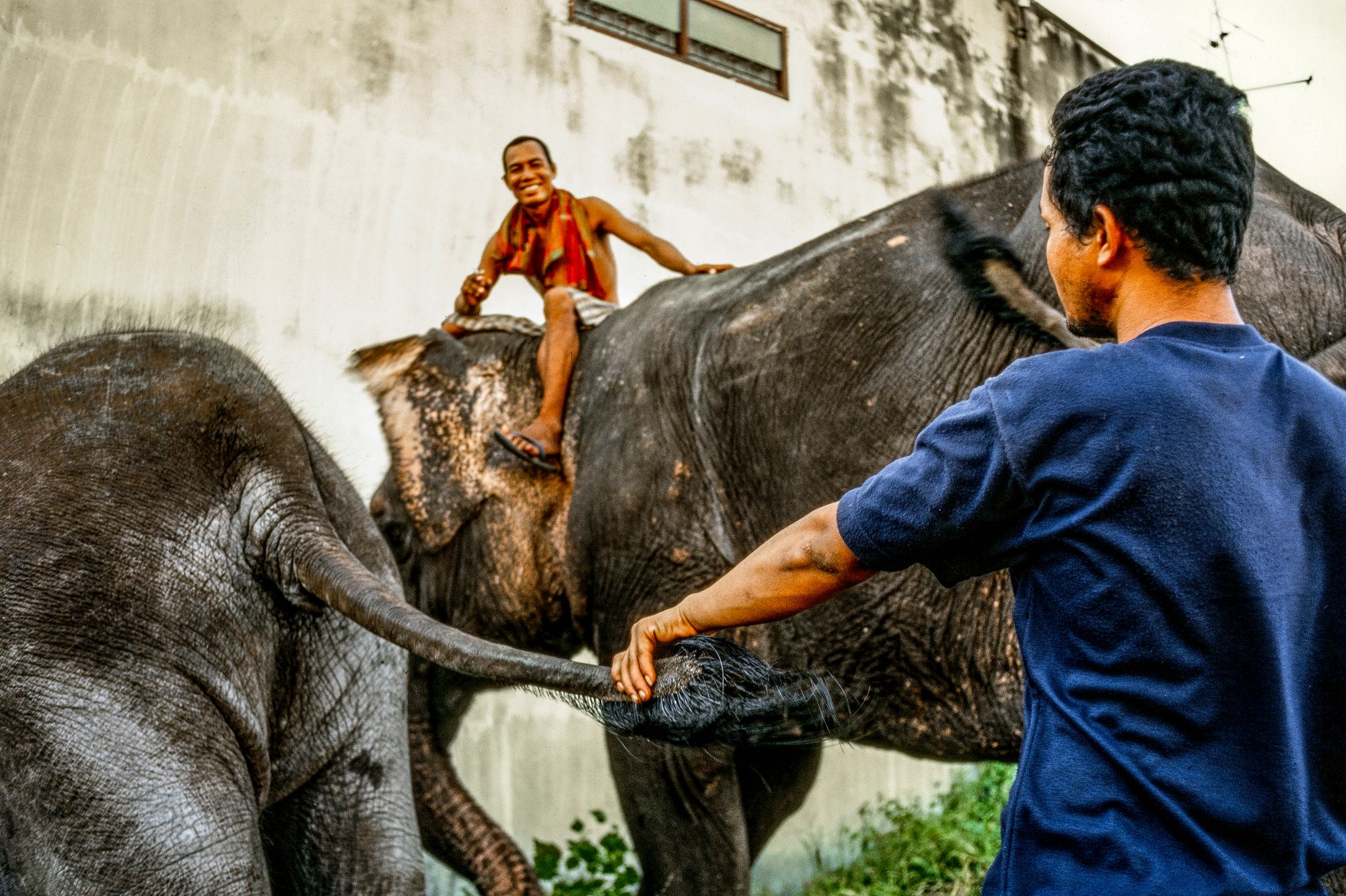 ELEPHANT.thailand_011.jpg