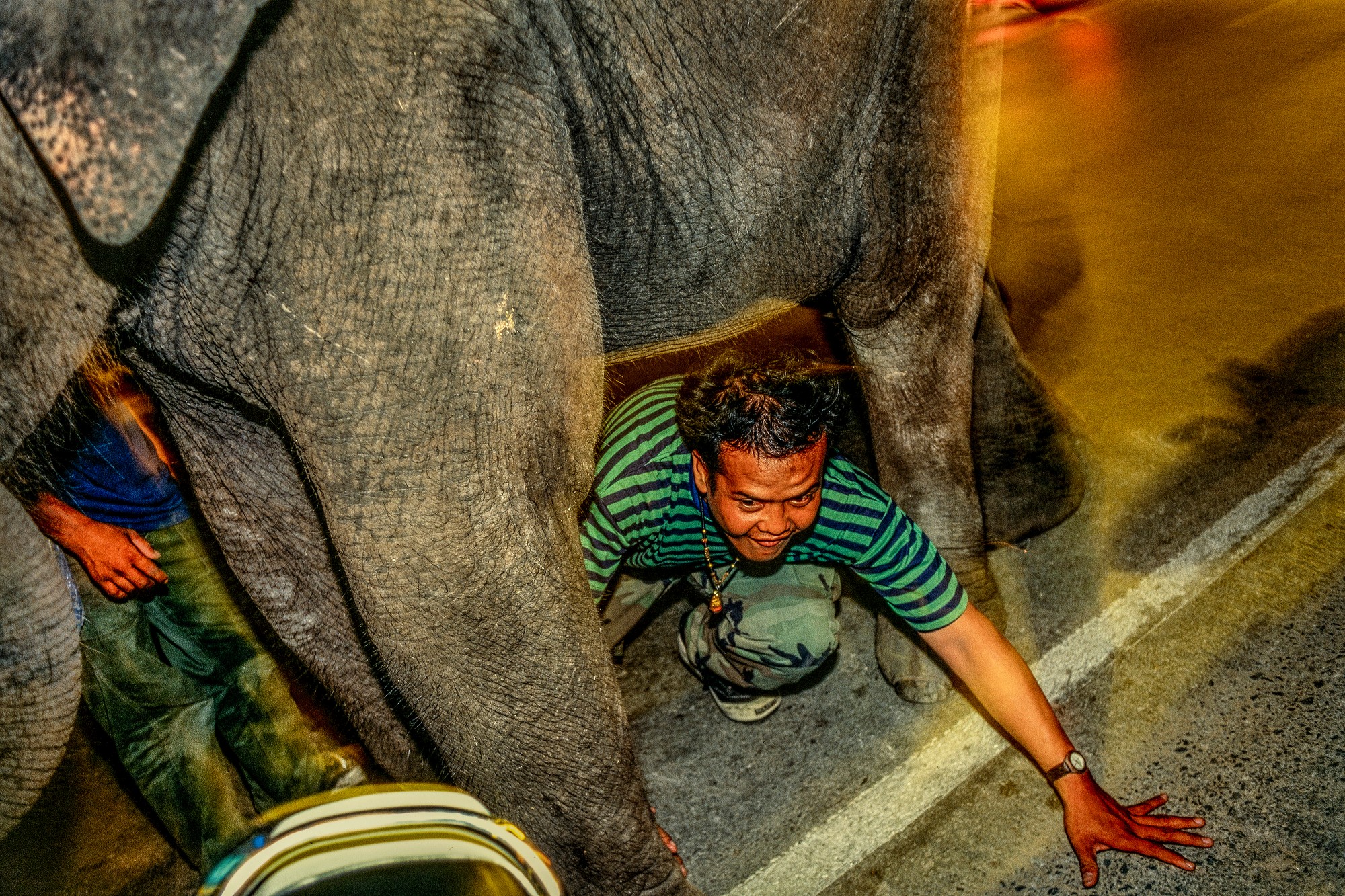 ELEPHANT.thailand_017.jpg