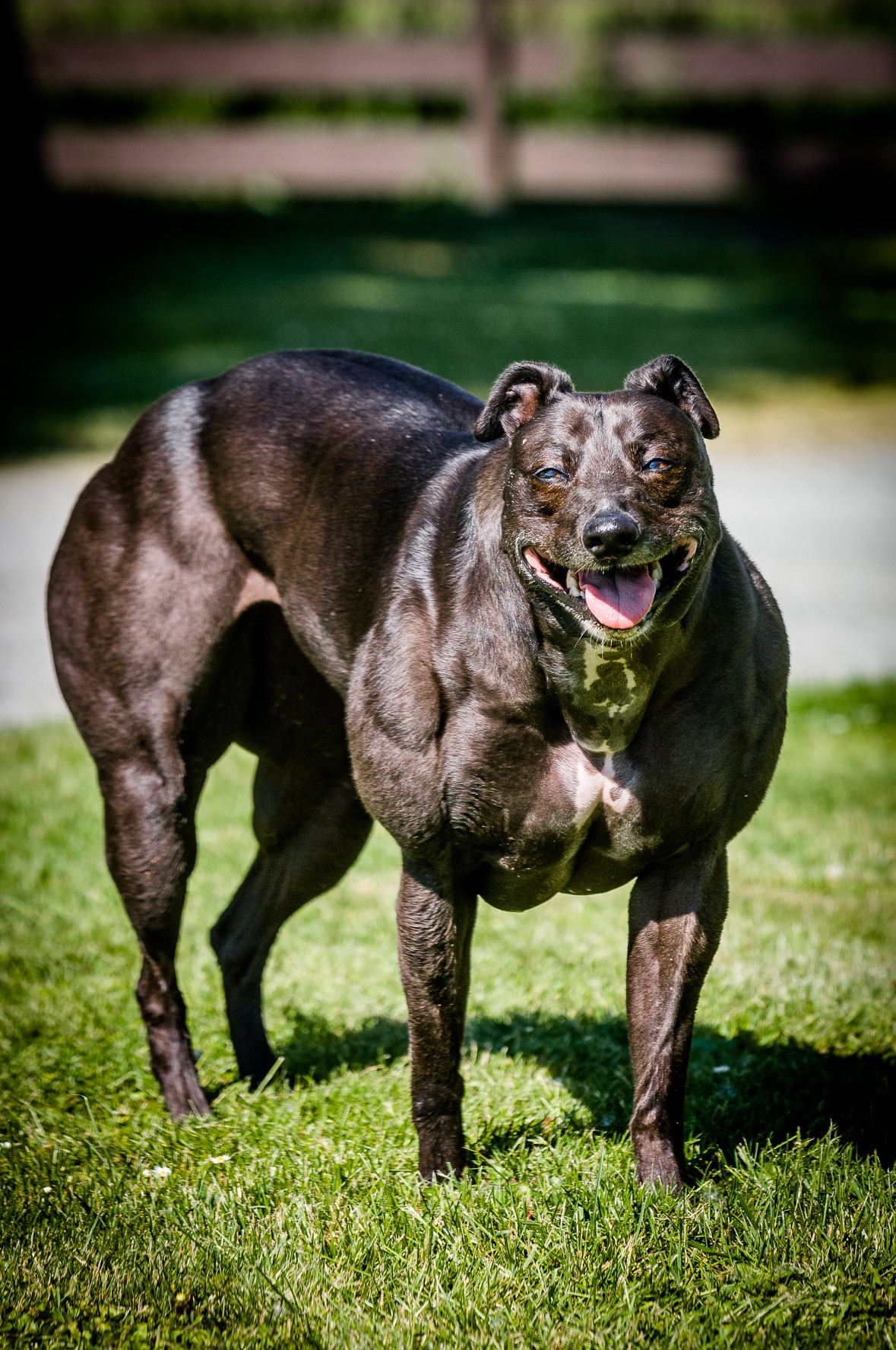 bully.whippet_18.jpg