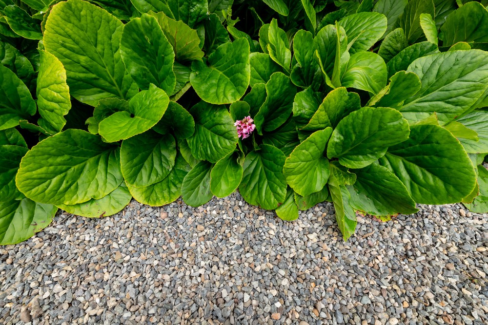 garden.back_203.jpg