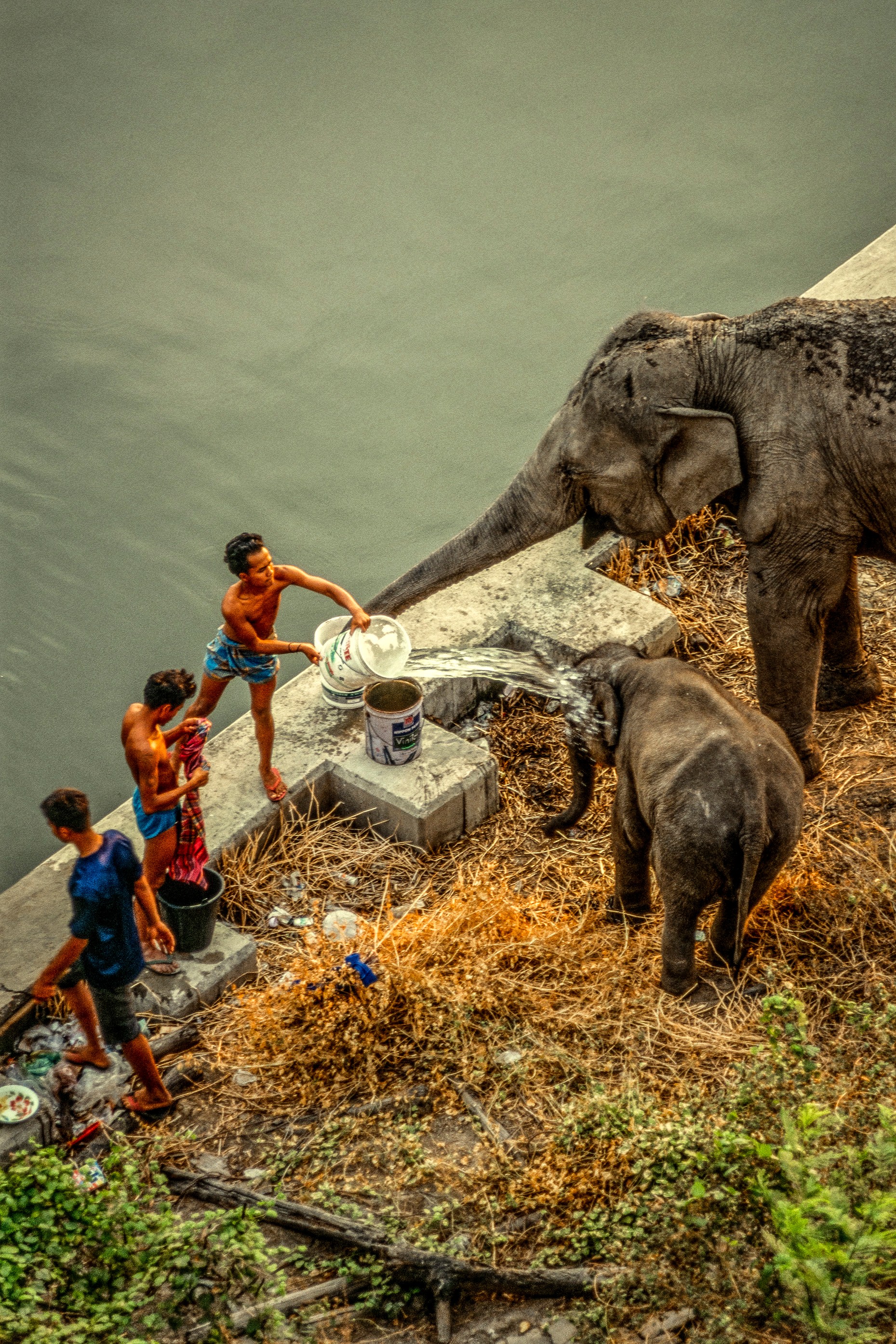 ELEPHANT.thailand_010.jpg