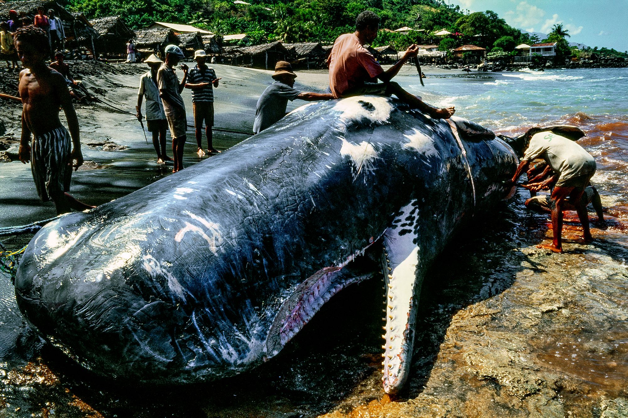 whaling.indonesia048.jpg