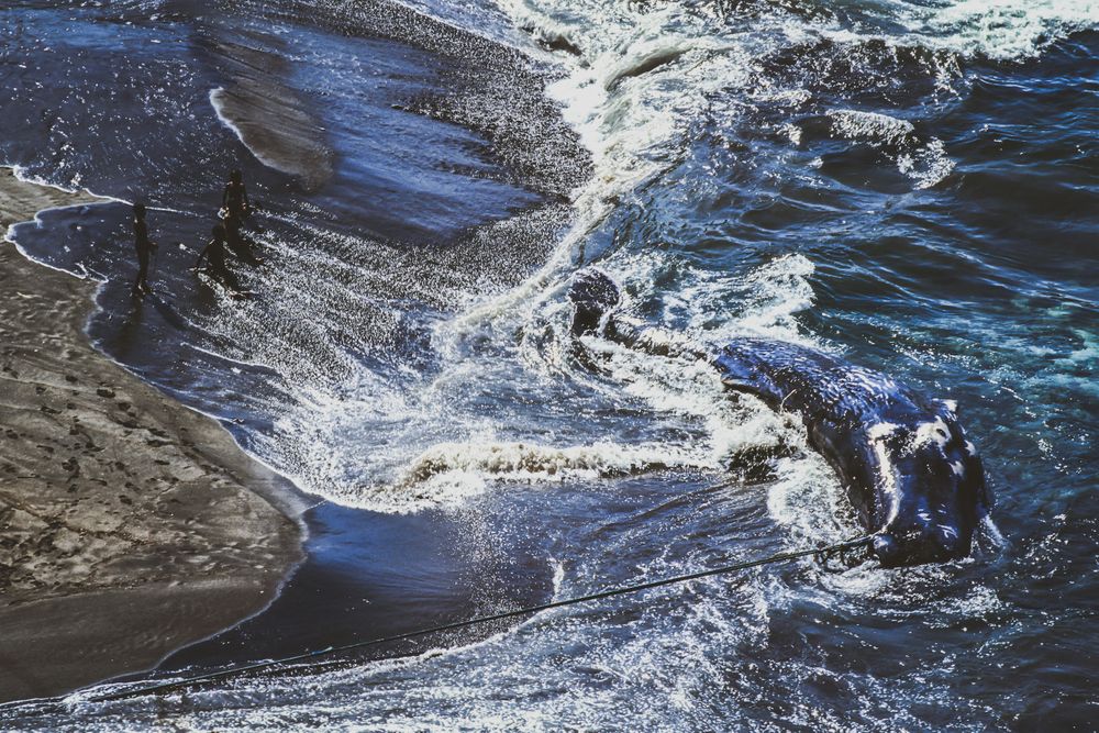 whale_009 copy.jpg