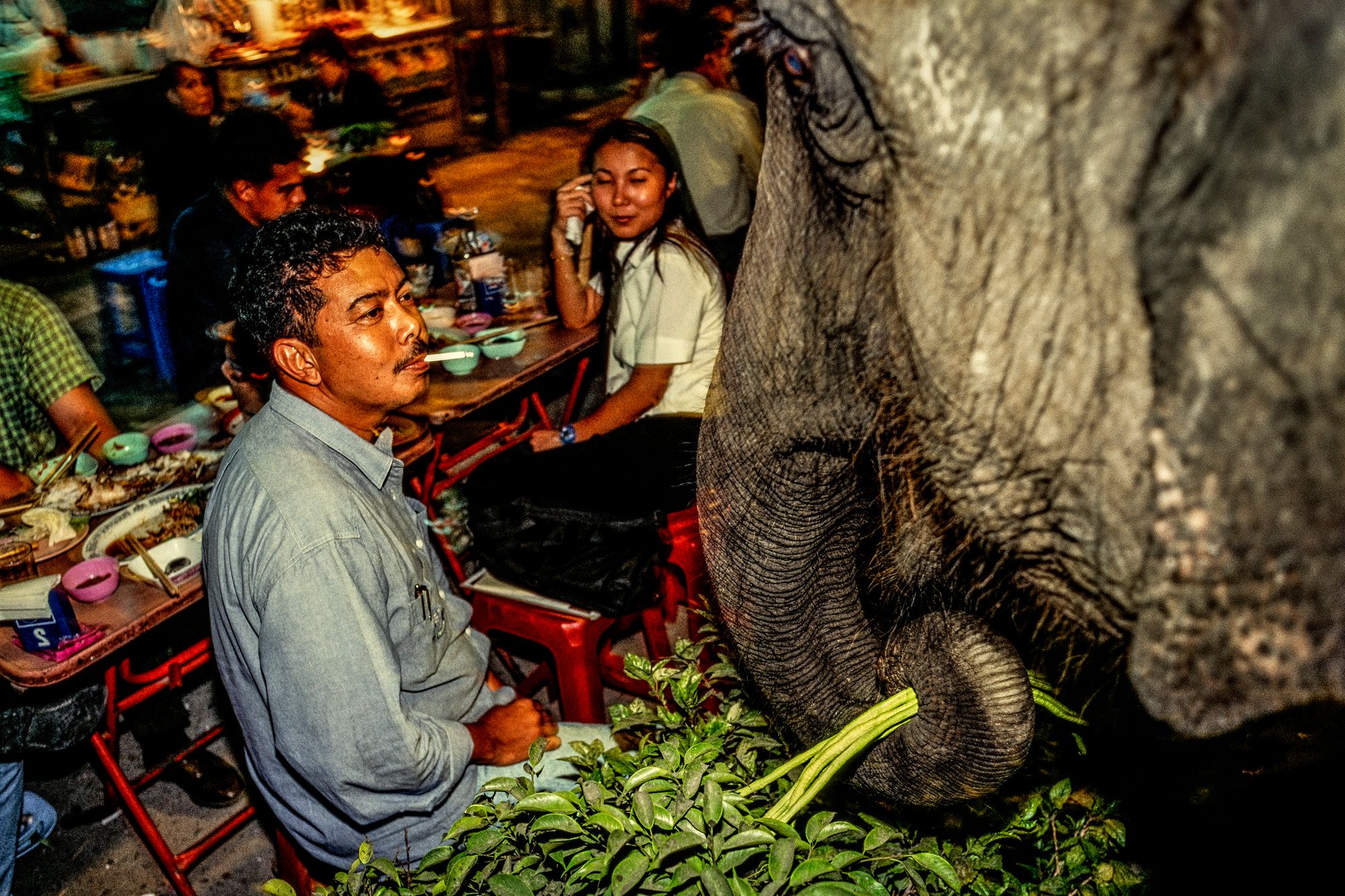 ELEPHANT.thailand_007.jpg
