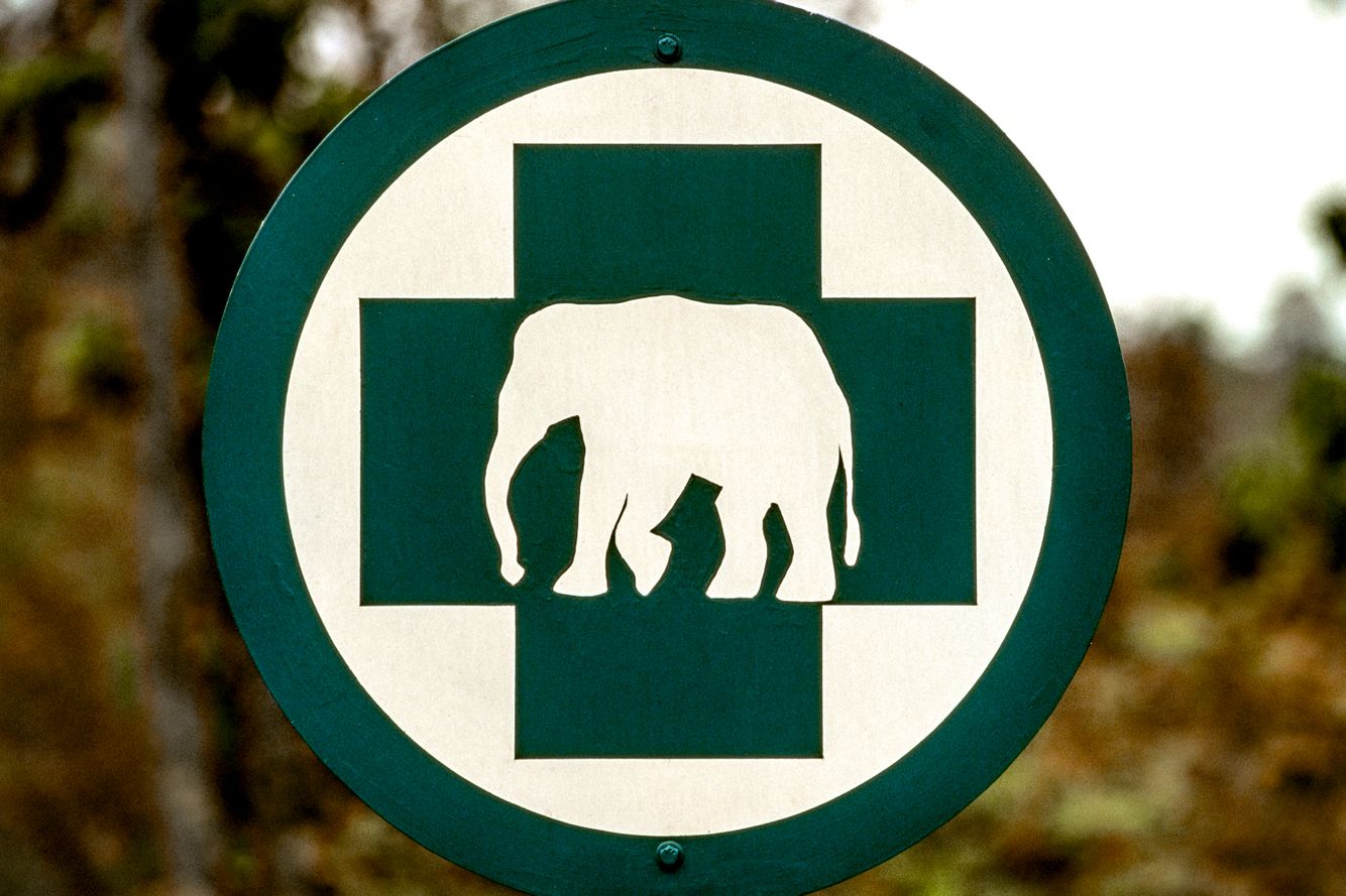 ELEPHANT.thailand_037.jpg
