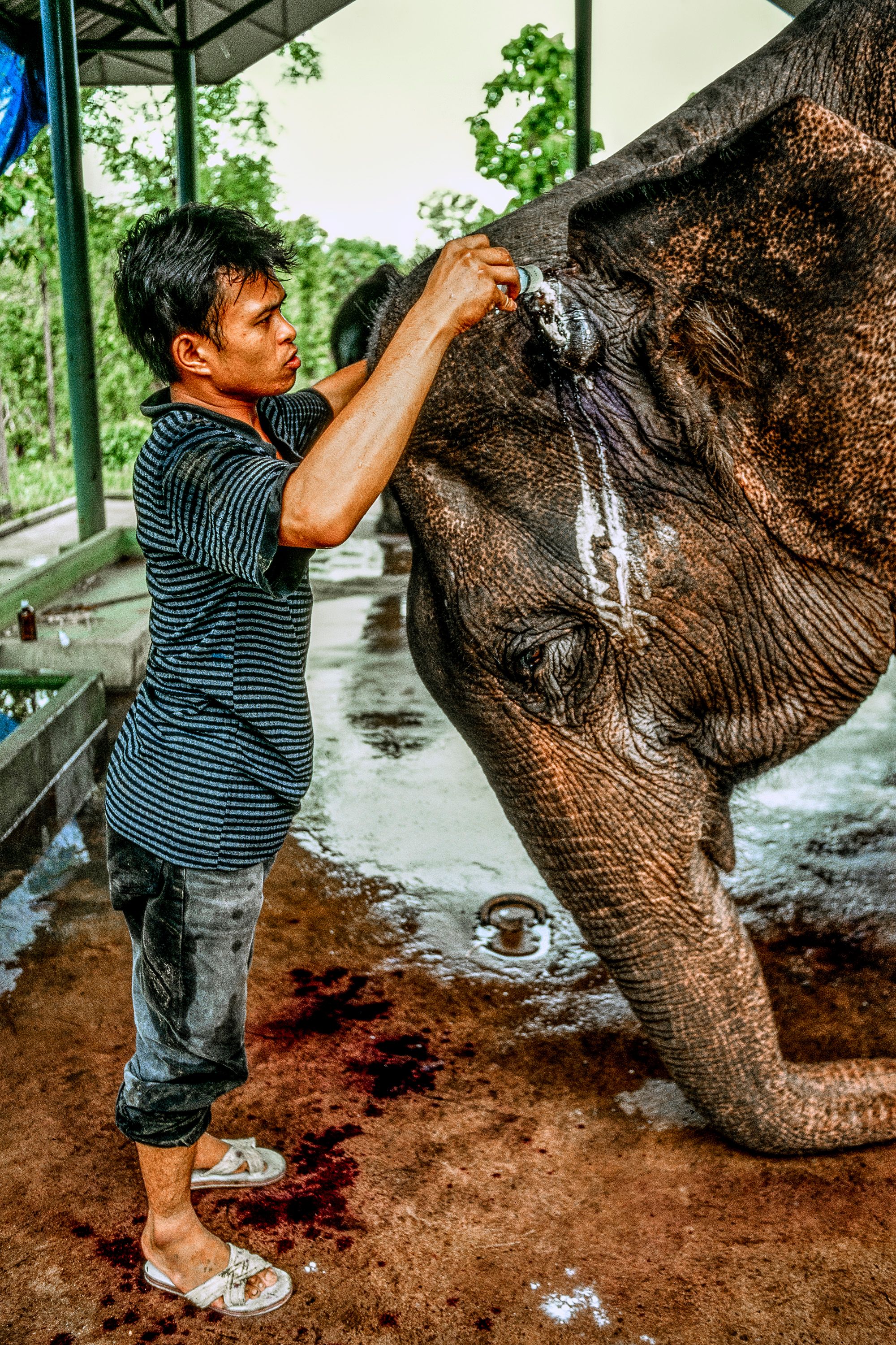 ELEPHANT.thailand_035.jpg