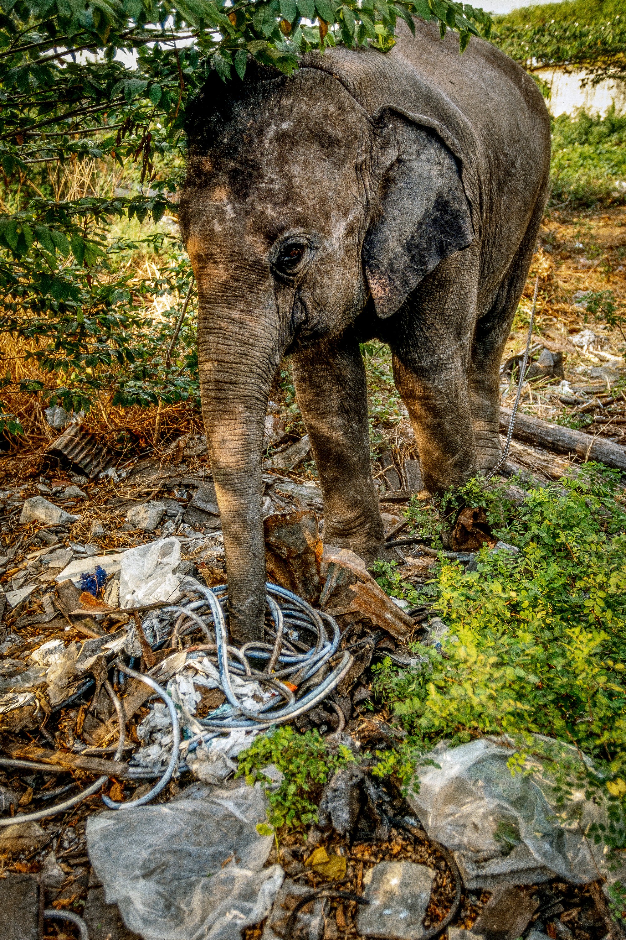 ELEPHANT.thailand_016.jpg
