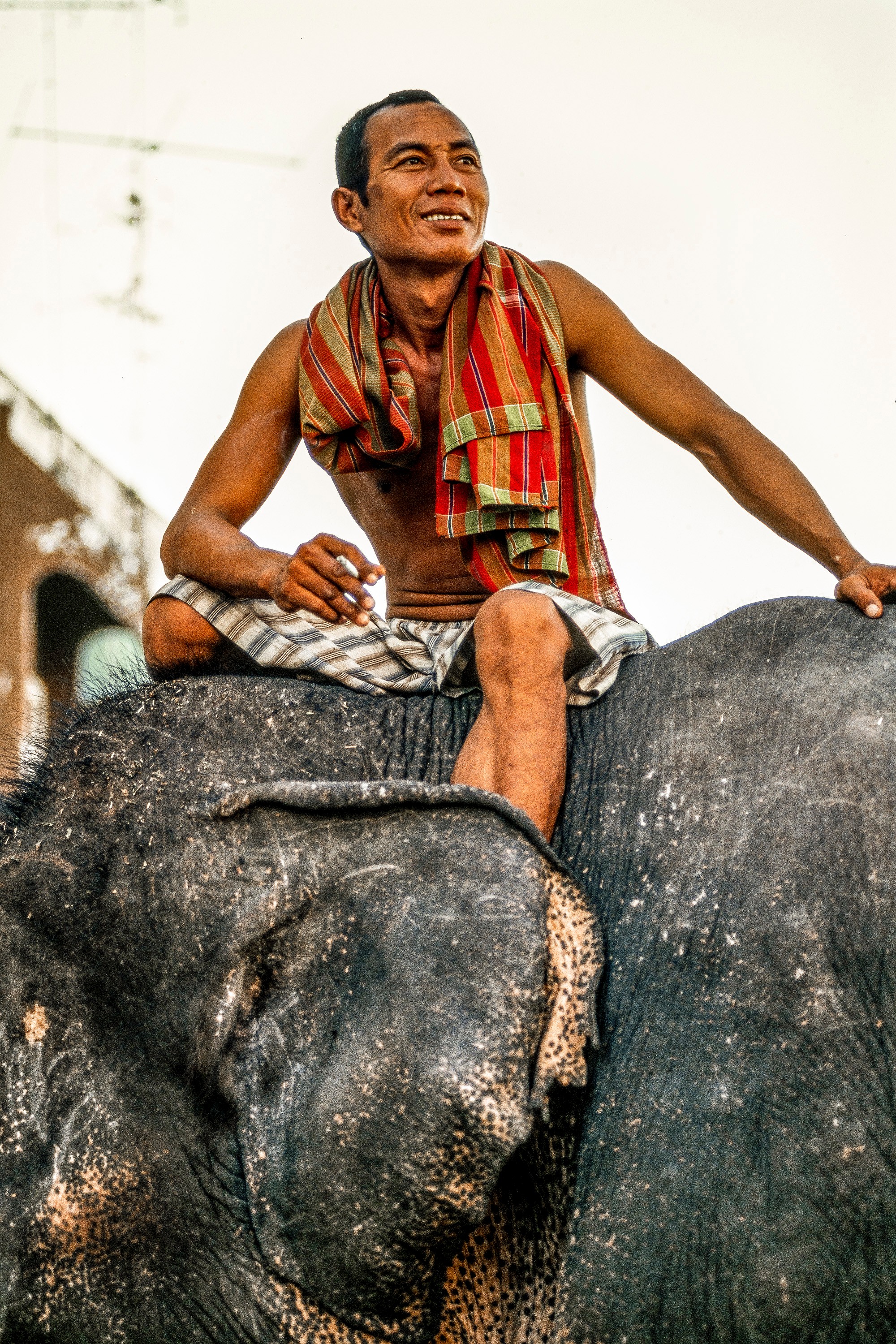 ELEPHANT.thailand_025.jpg