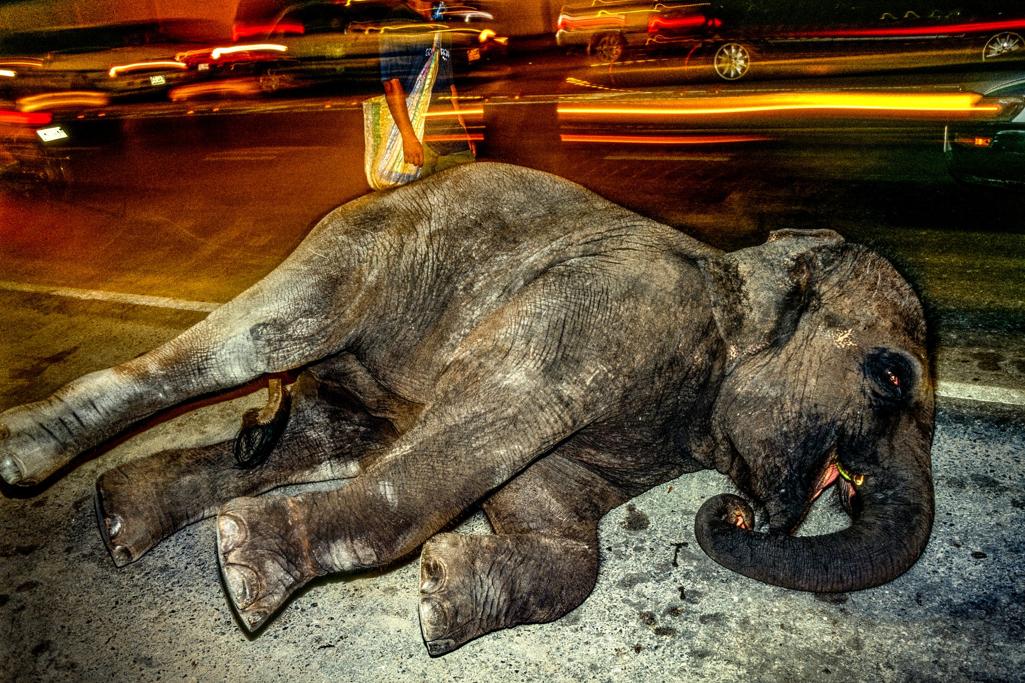 ELEPHANT.thailand_003.jpg