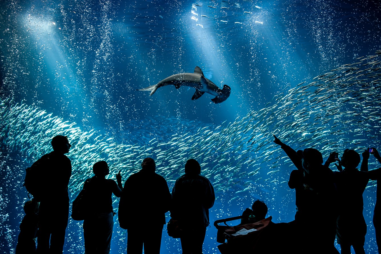 monterey.aquarium_22-Enhanced-NR.jpg