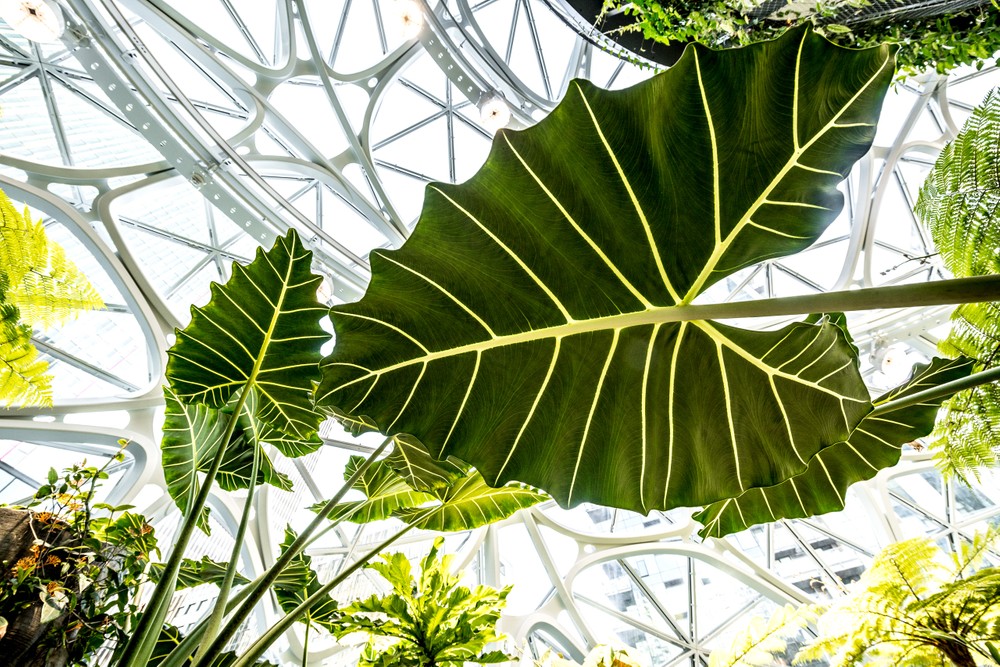 Amazon Spheres, Seattle