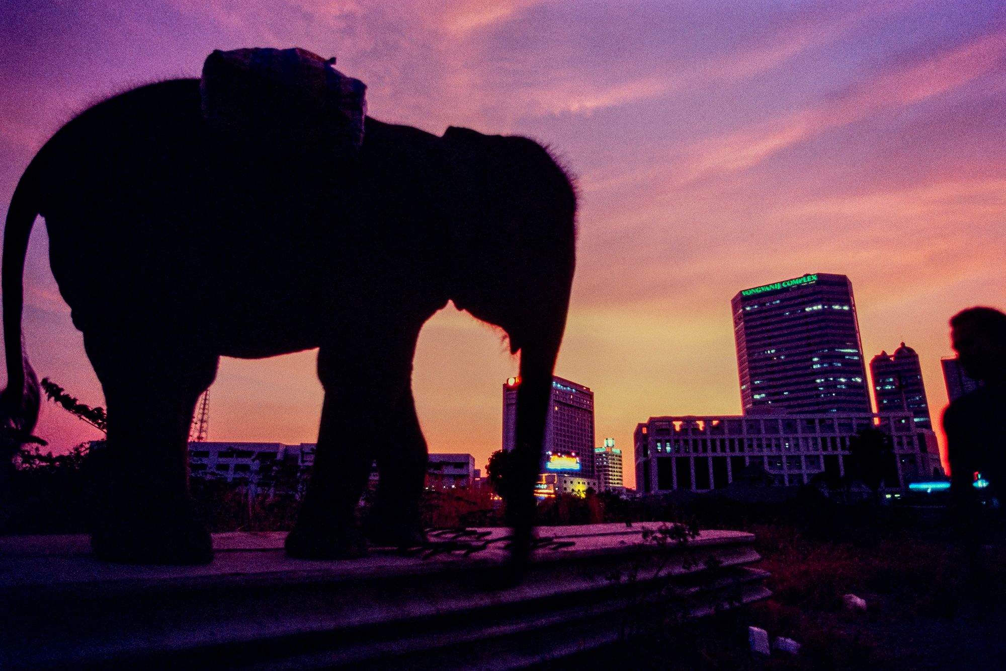 ELEPHANT.thailand_005.jpg