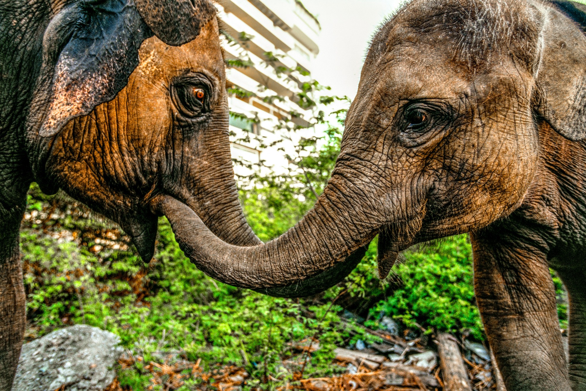 ELEPHANT.thailand_015.jpg