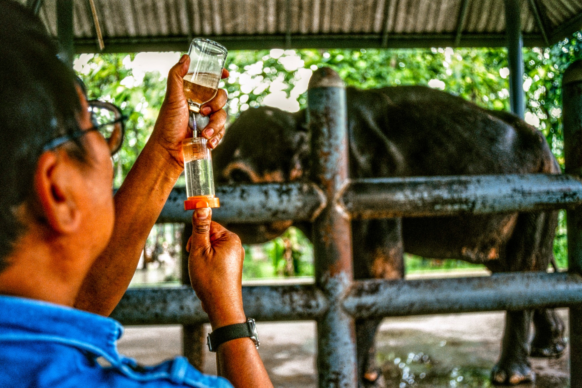 ELEPHANT.thailand_038.jpg