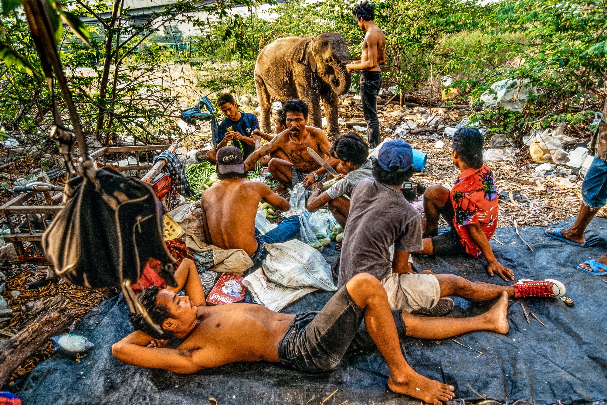 ELEPHANT.thailand_021.jpg