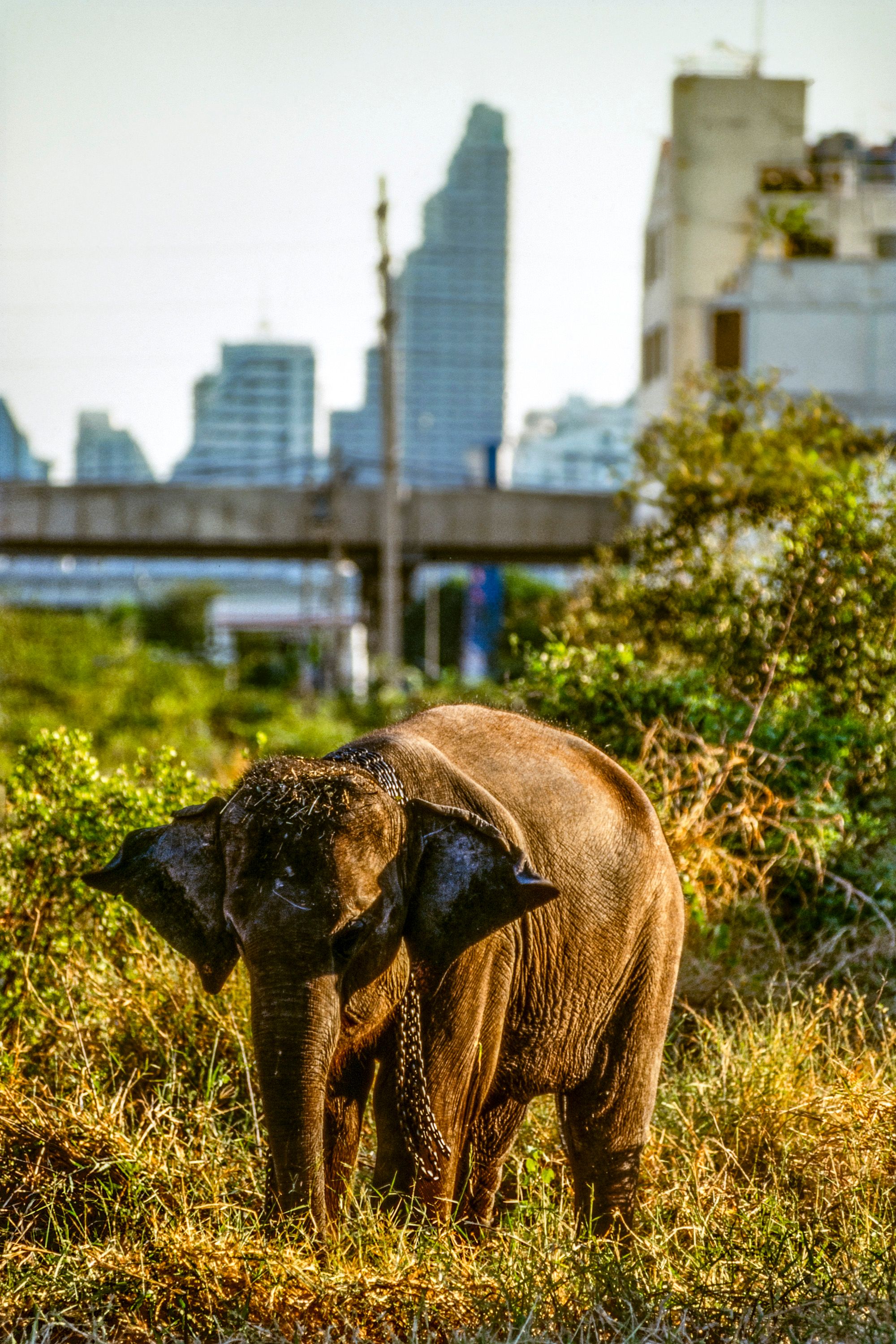 ELEPHANT.thailand_014.jpg