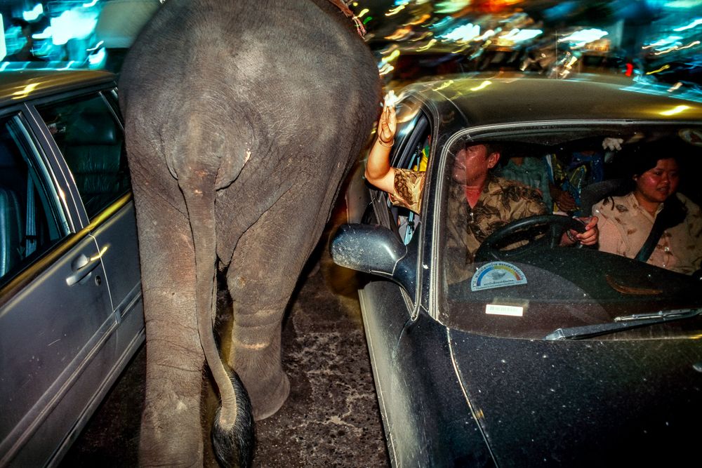 Elephant. Bangkok, Thailand aaaa.jpg