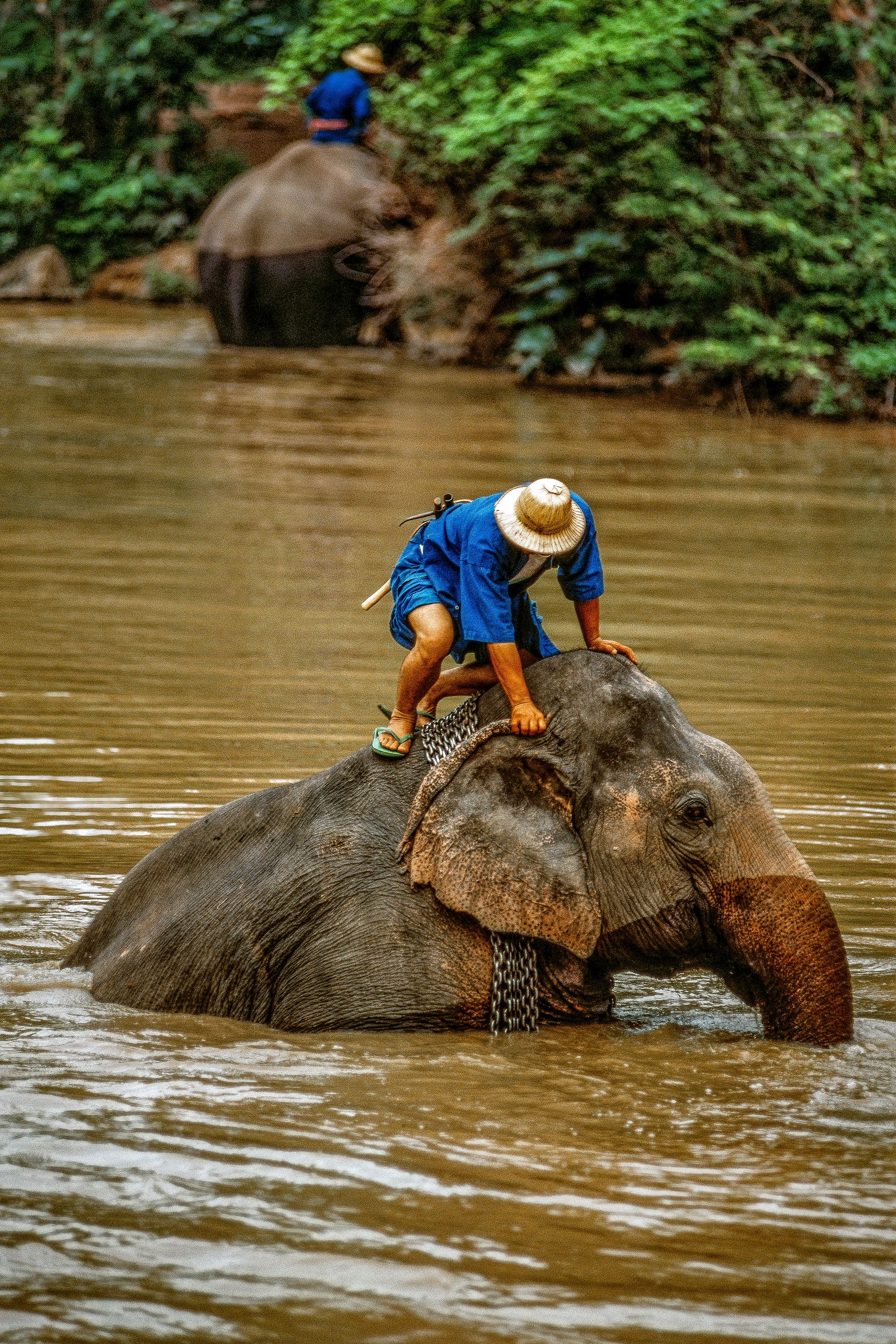 ELEPHANT.thailand_034.jpg