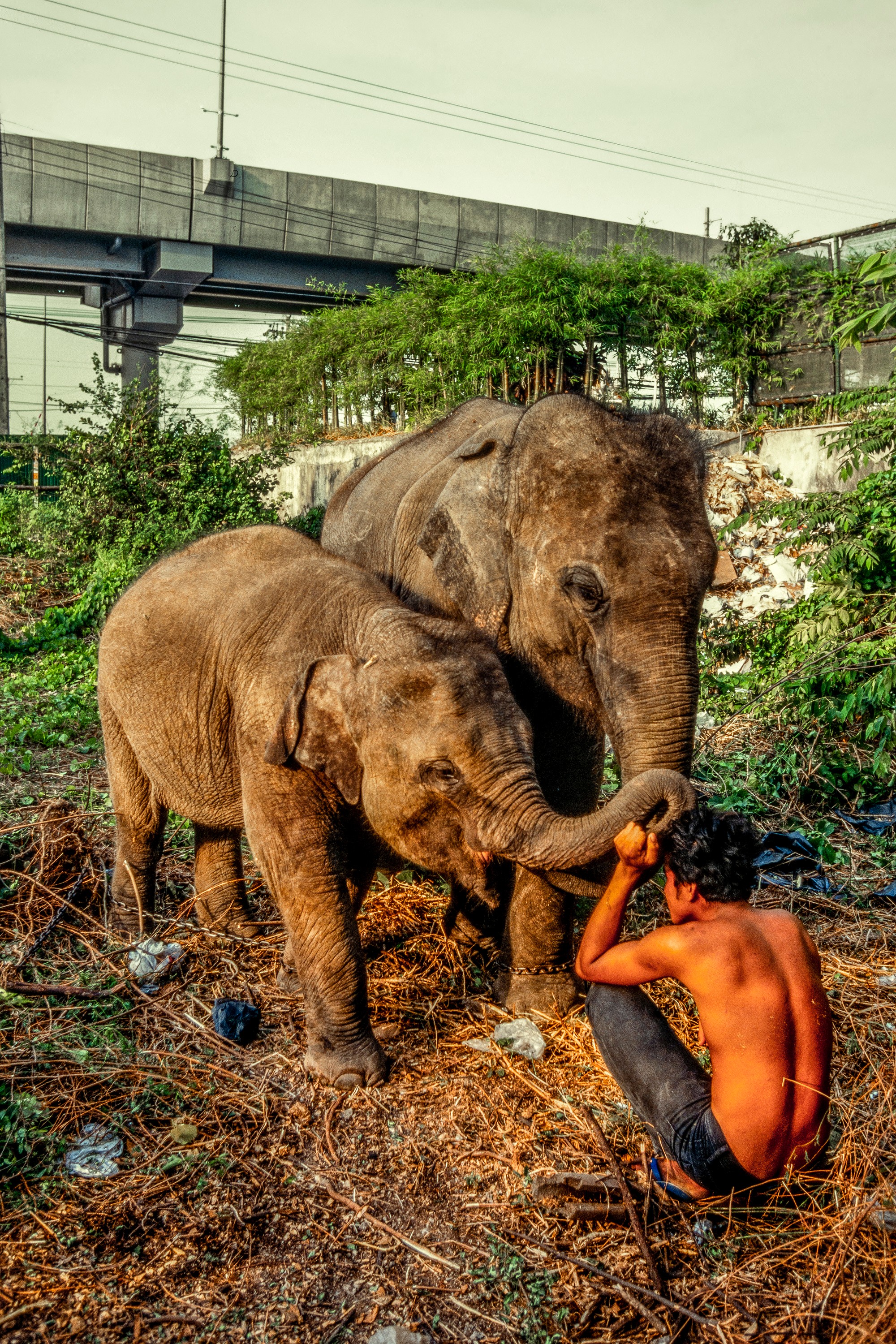 ELEPHANT.thailand_020.jpg