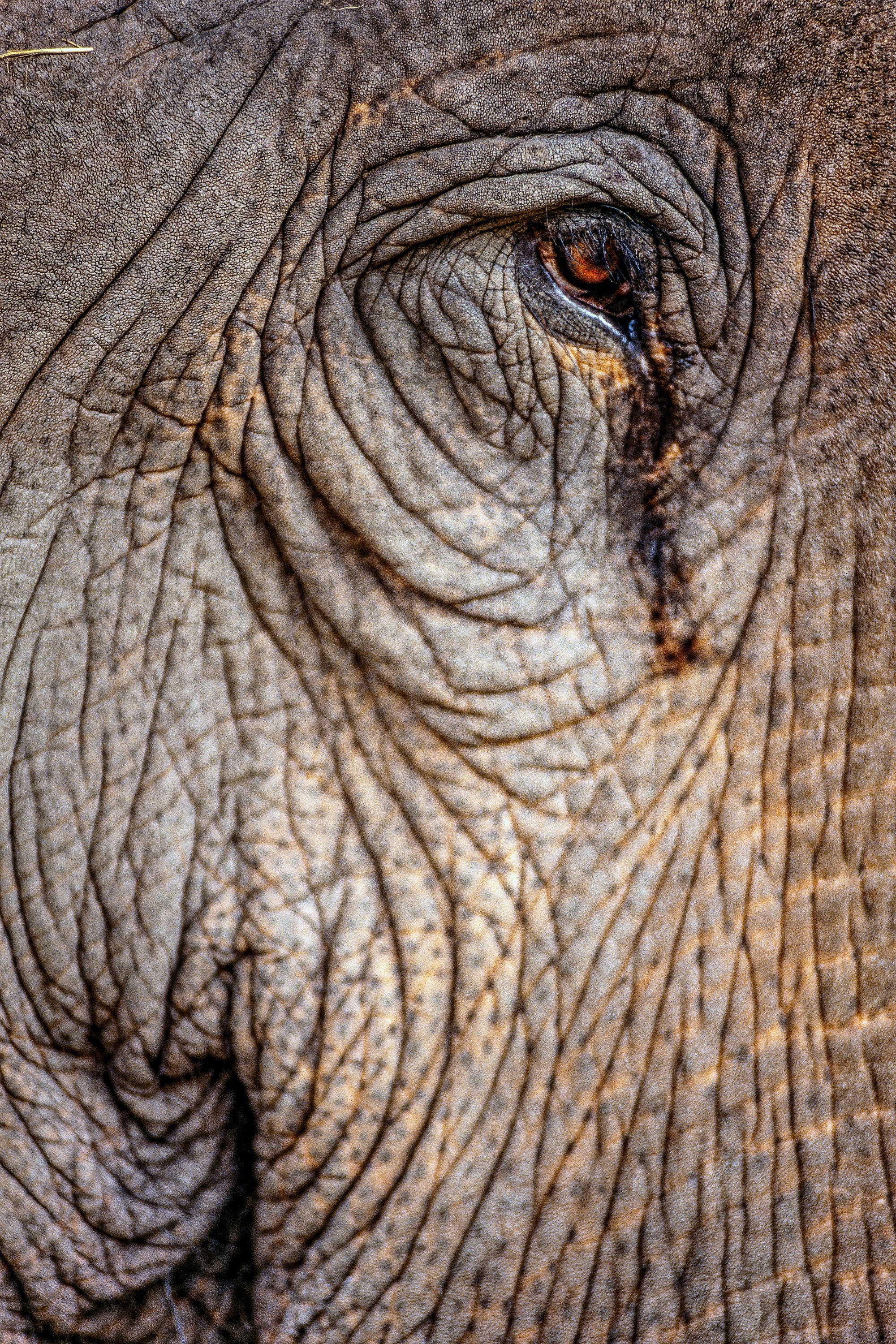 ELEPHANT.thailand_033.jpg