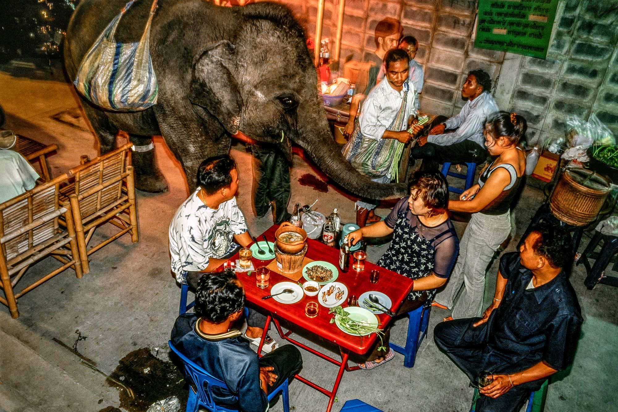 ELEPHANT.thailand_027.jpg