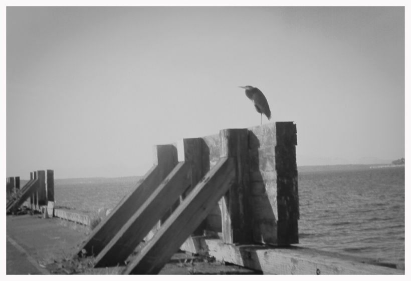 1heron_on_the_pier_copy
