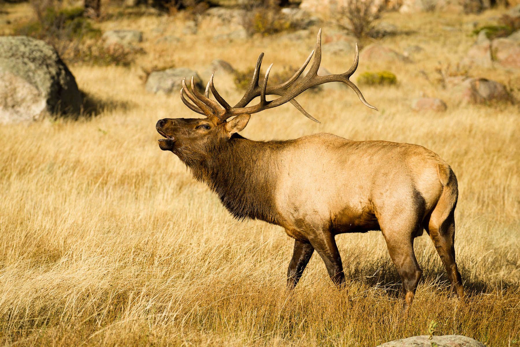Bull Elk
