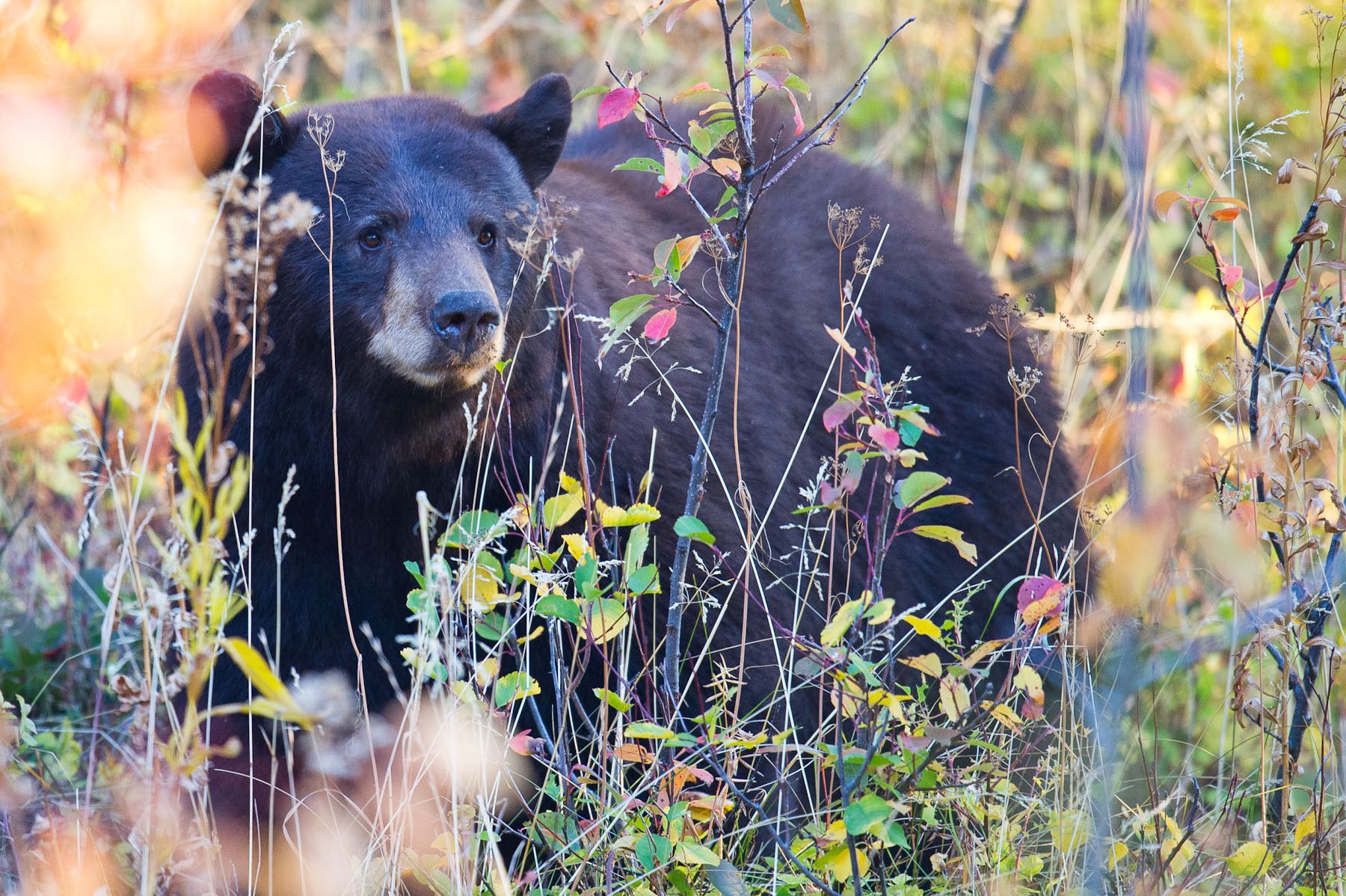 Black Bear II