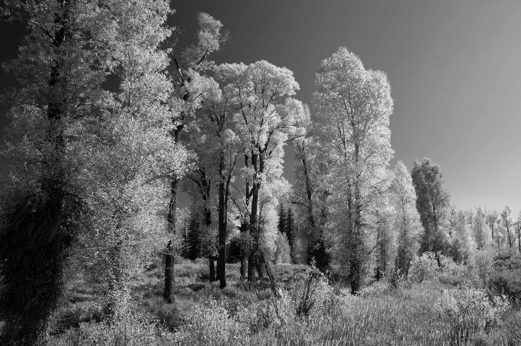 Cottonwoods in Fall Color, Black & White