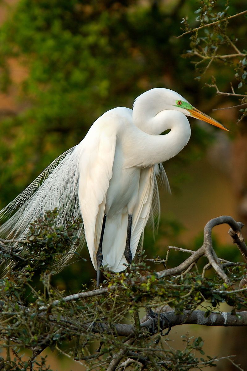 Great Egret I
