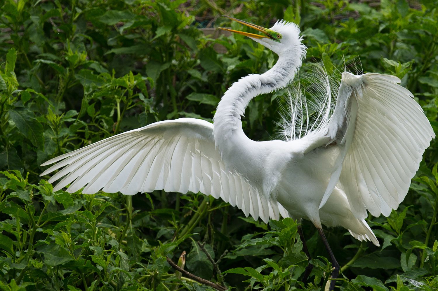Great Egret II