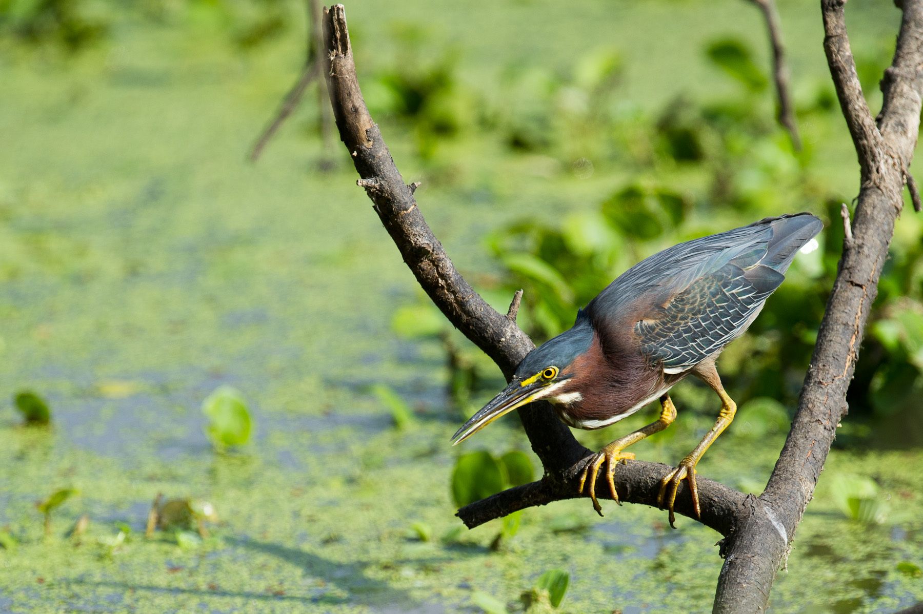 Green Heron
